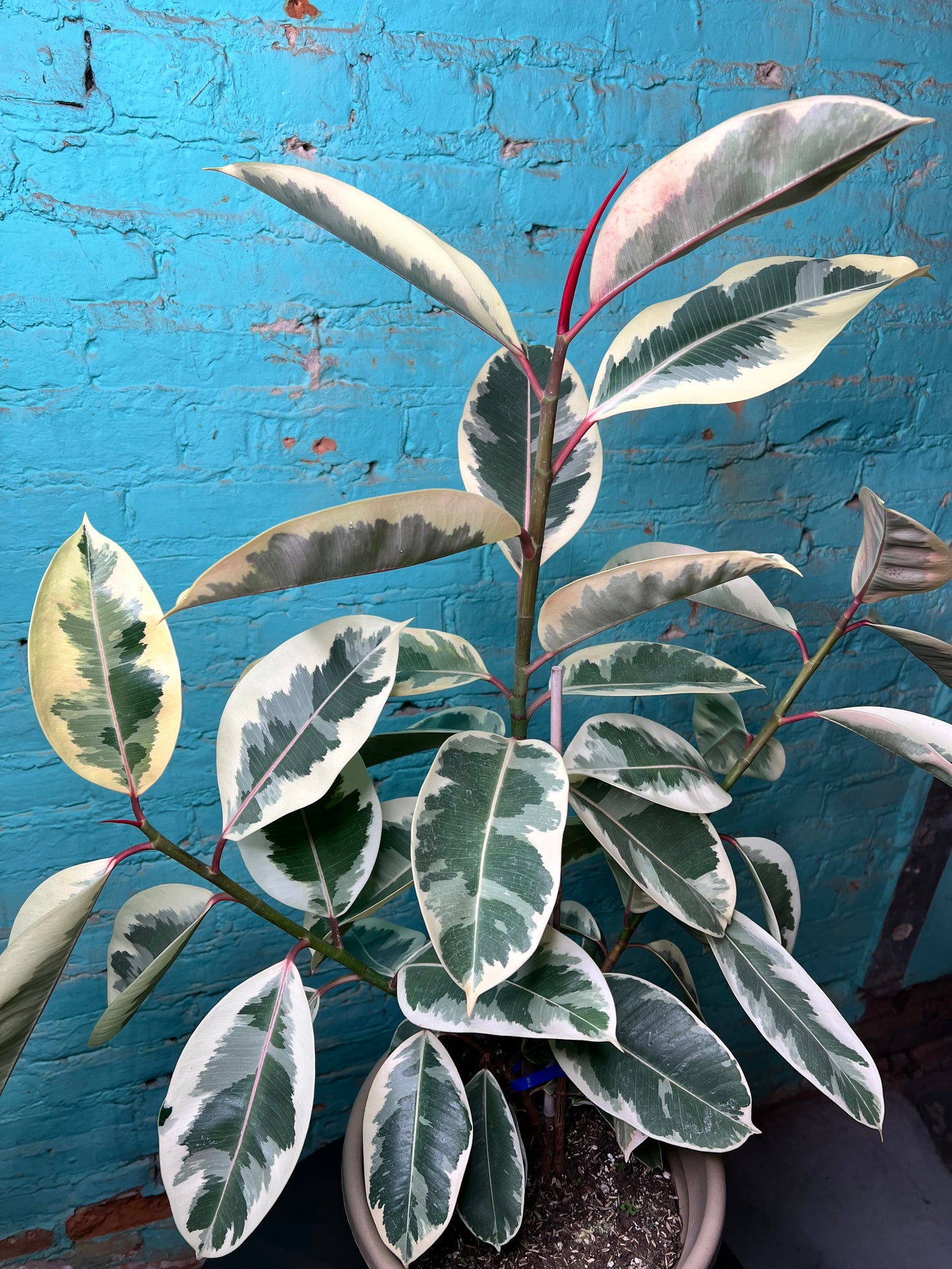 Rubber Tree-Tineke 10”