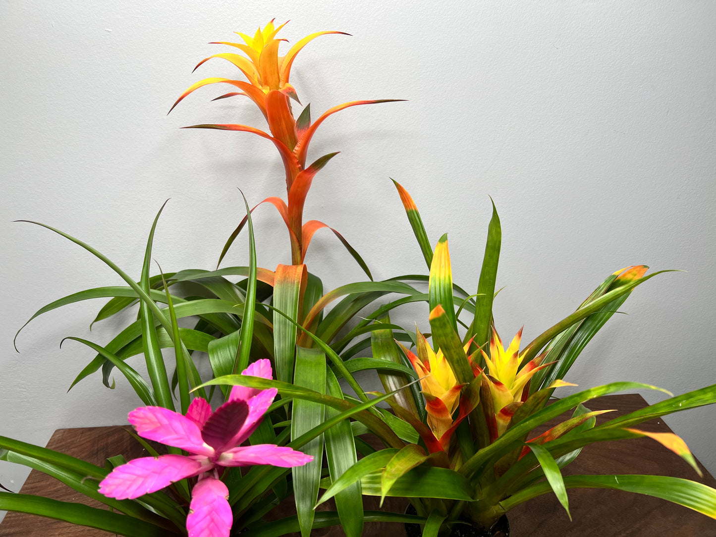 Bromeliad 4”