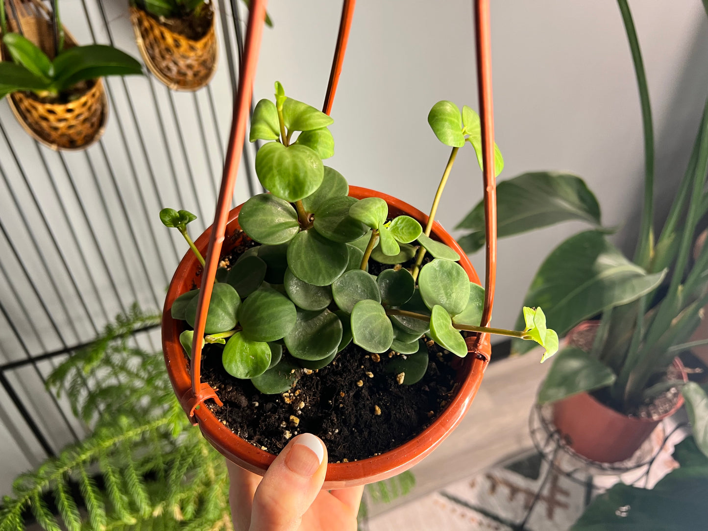Peperomia Hope basket 6”