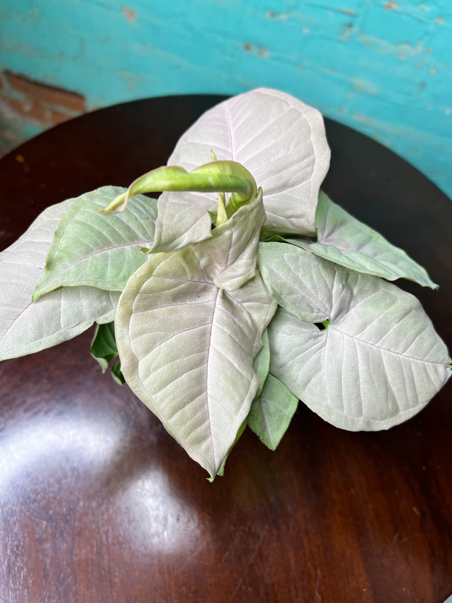 Syngonium Pink frost 4”
