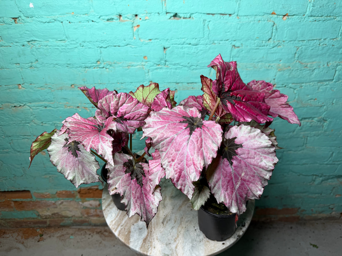 Begonia T-Rex ‘Ruby Slipper’