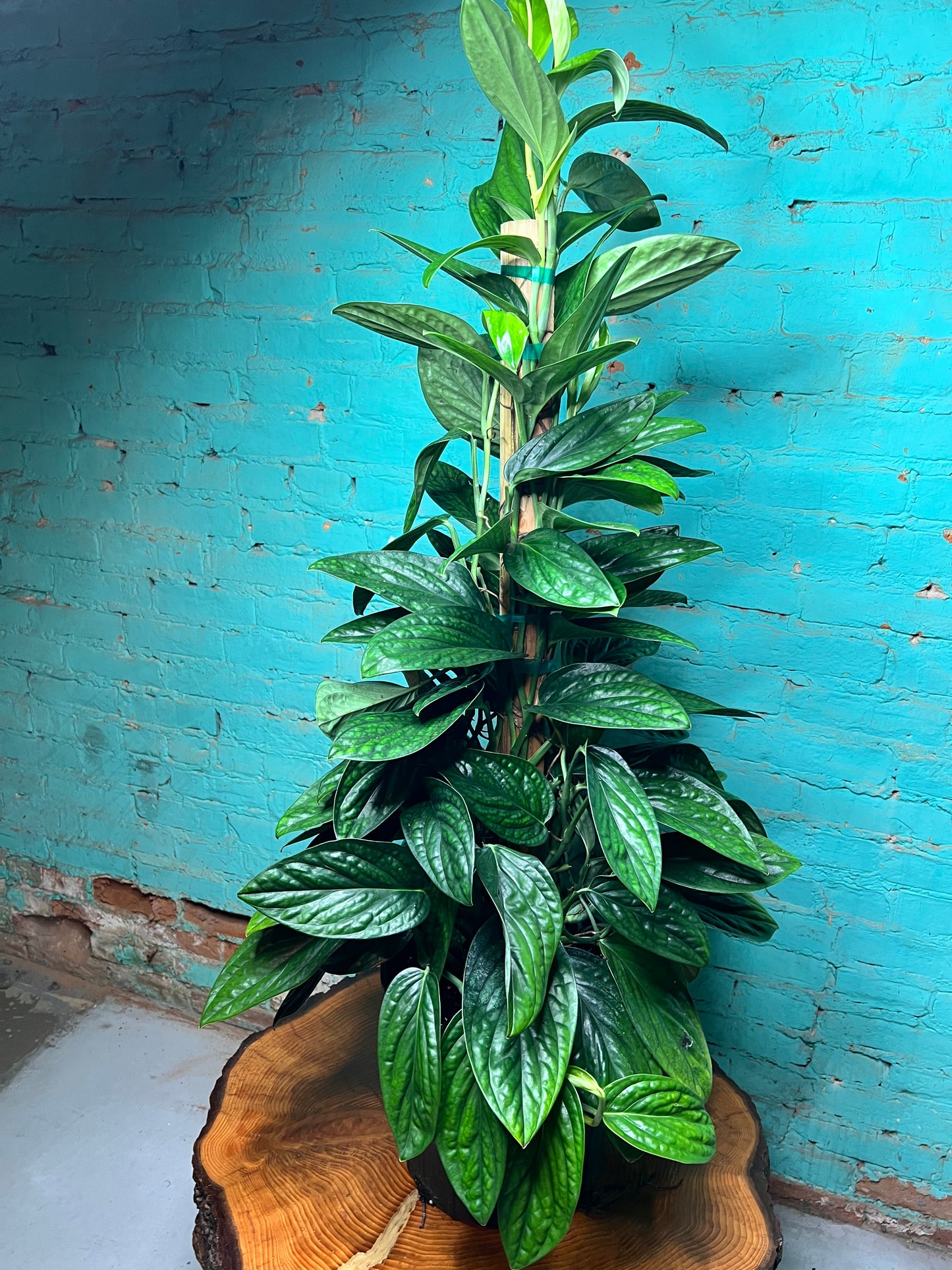 Monstera Peru 10” Totem