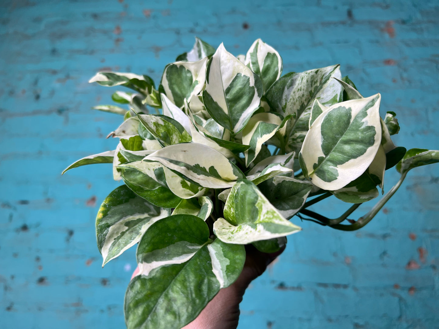 Pothos Pearls & Jade 4”