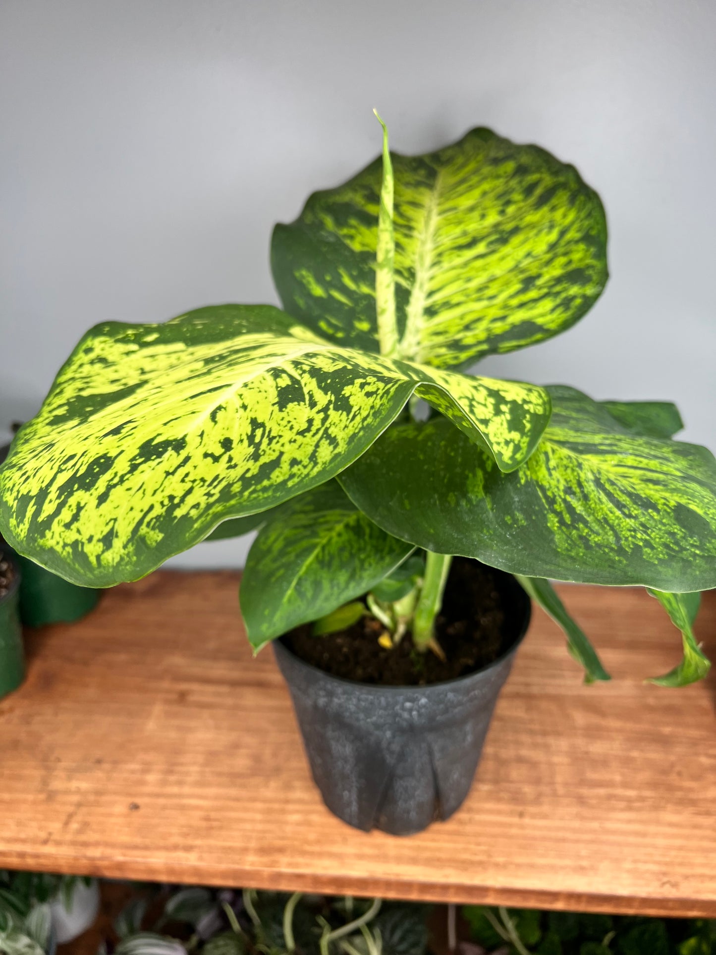 Dieffenbachia CROCODILE 6”