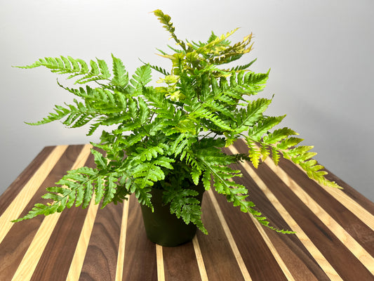 Autumn fern 4”