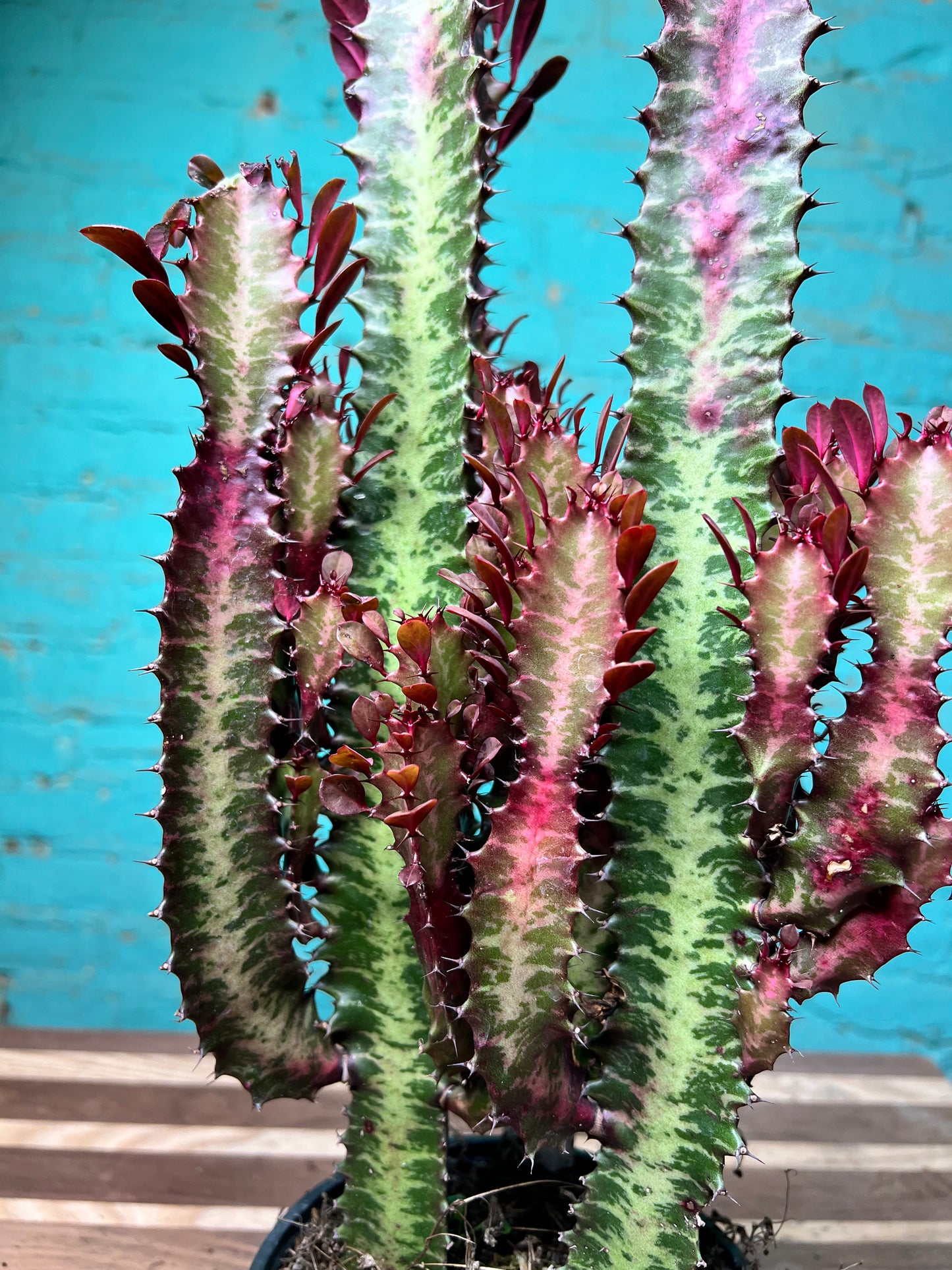 Euphorbia Trigonia Red 6”