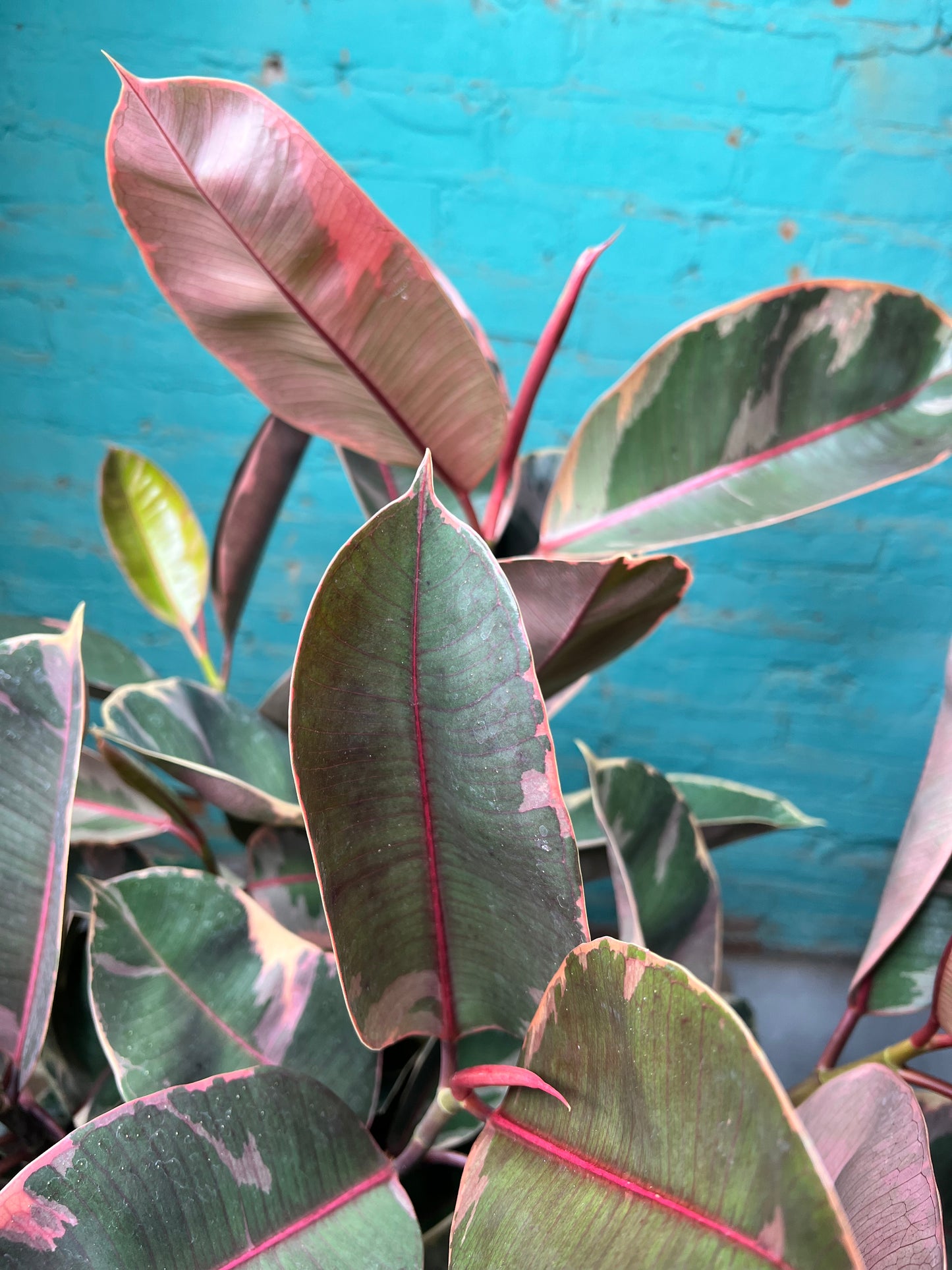 Rubber Tree - Ruby variegated pink 10”