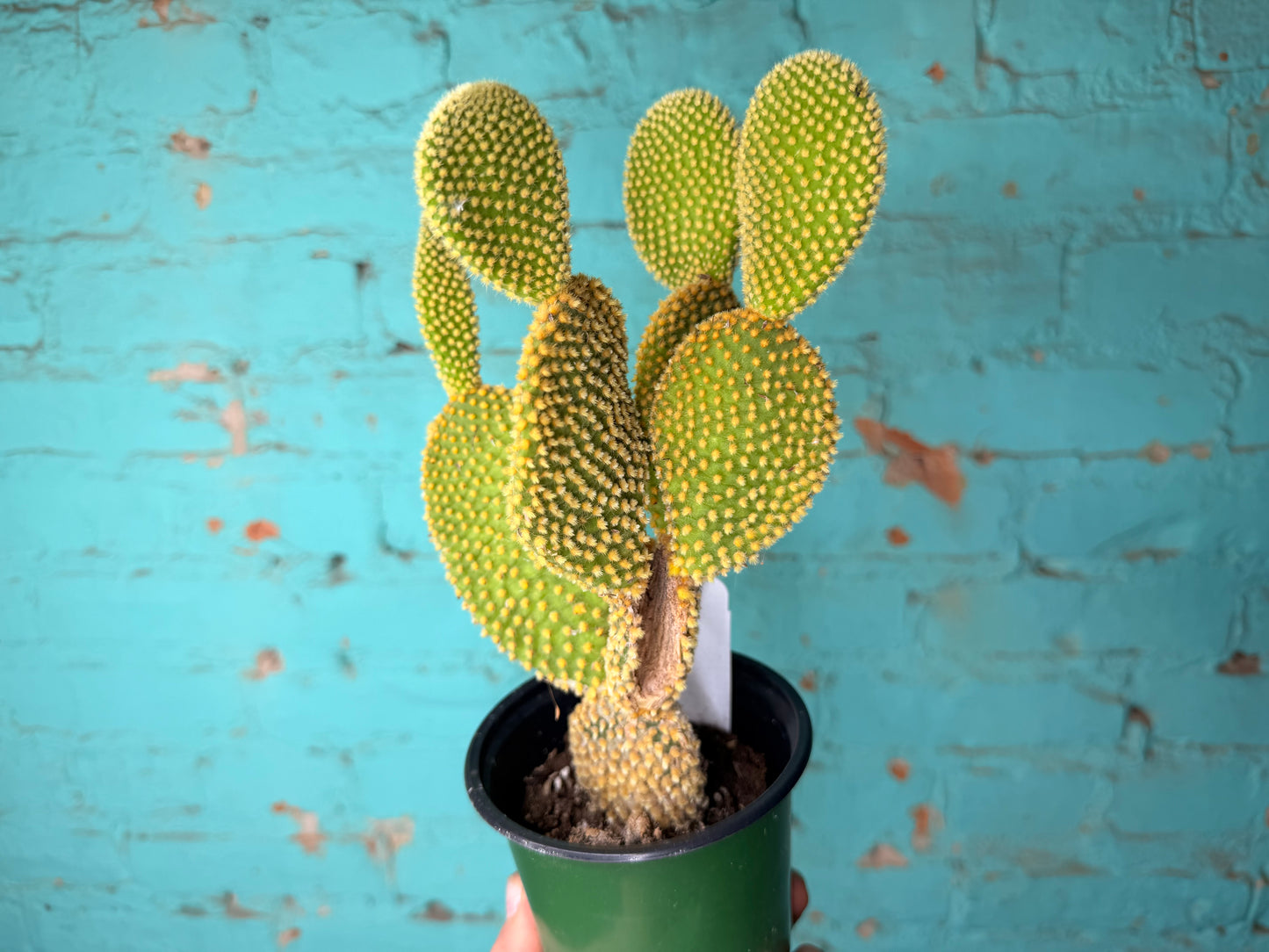 Optunia Cactus 4”
