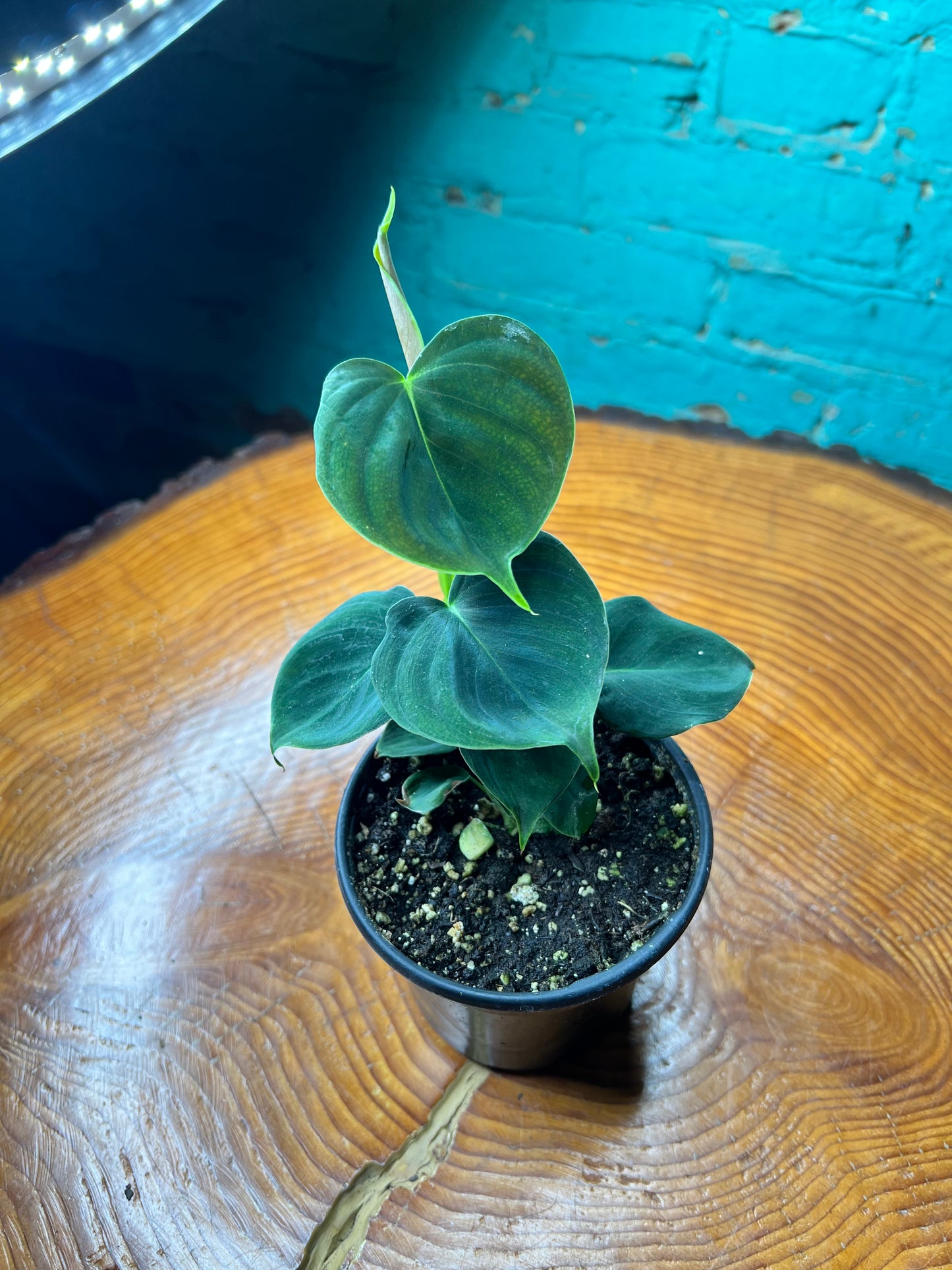 Philodendron Lumpinum 4”