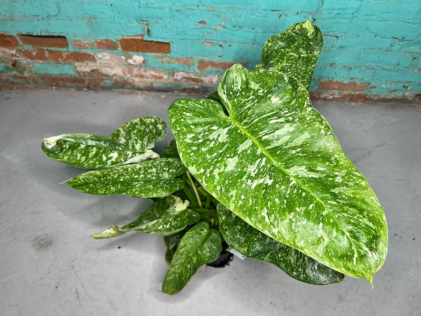 Philodendron Jose Buono Albo 6”