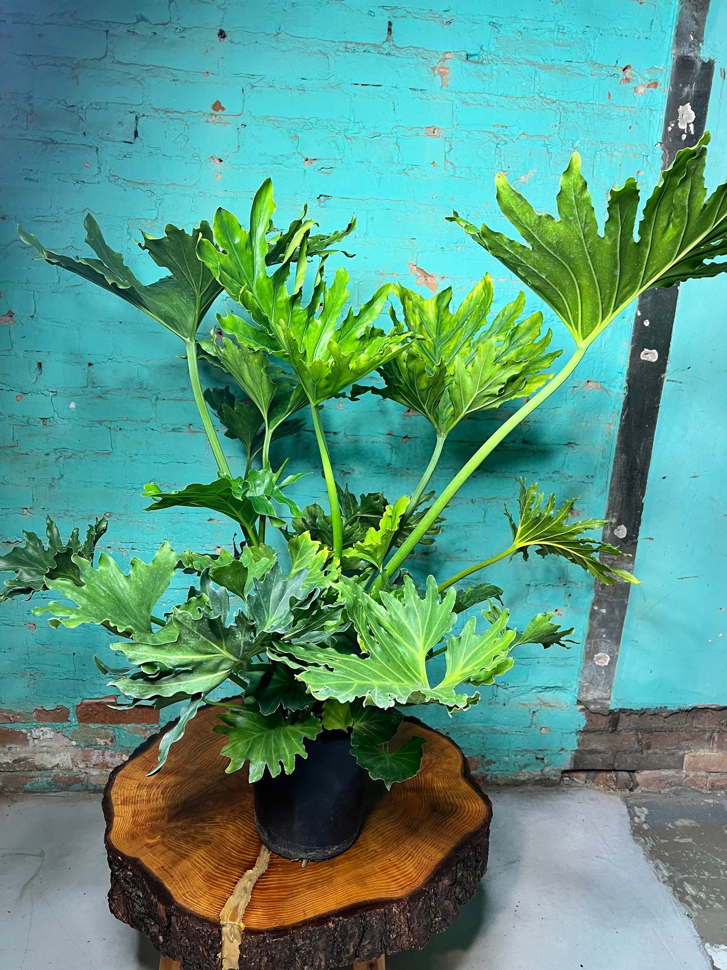 Philodendron Selloum (Hope) 10”
