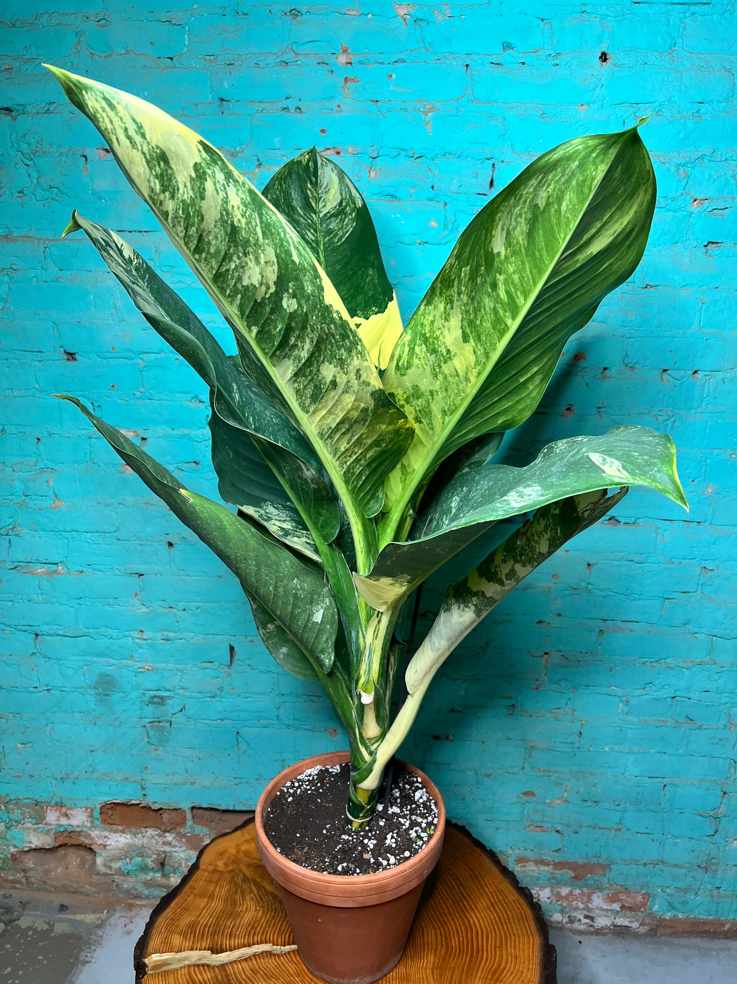Dieffenbachia 'Big Ben' Variegated