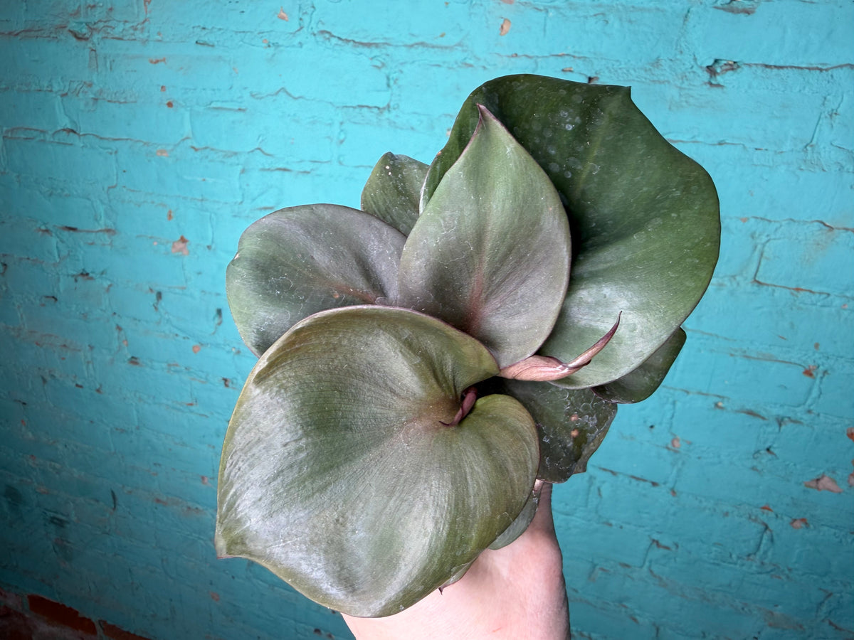 Philodendron “Red Heart” 4”