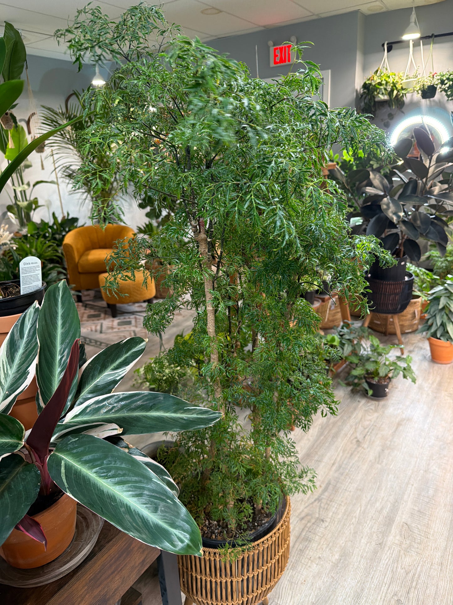 Ming Aralia 10”
