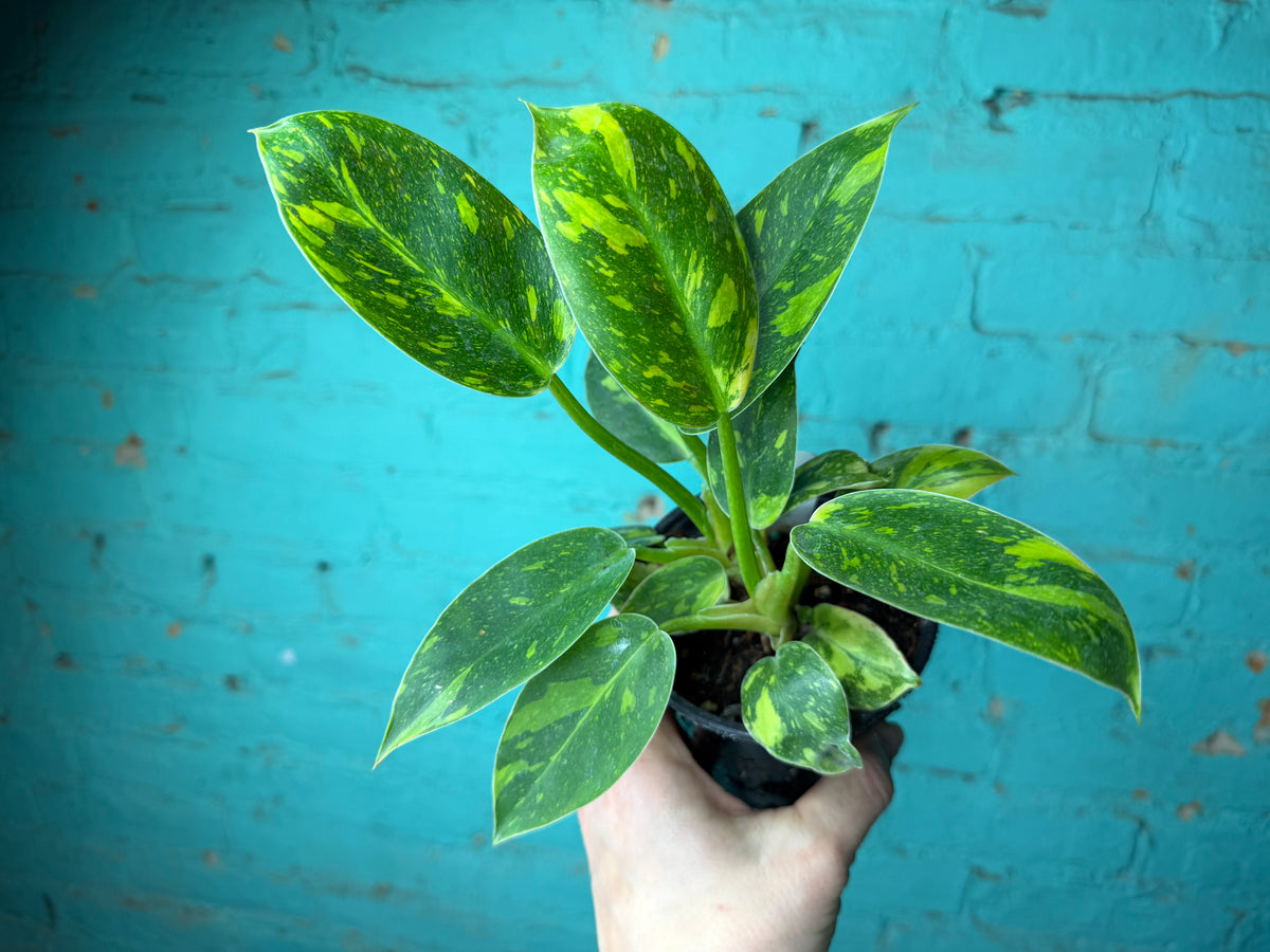 Philodendron Congo Nuclear Variegated 4”