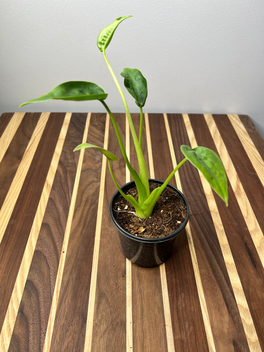 Alocasia Tiny Dancer