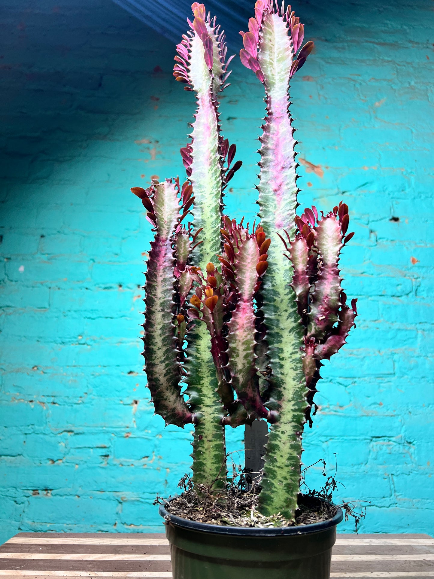 Euphorbia Trigonia Red 6”