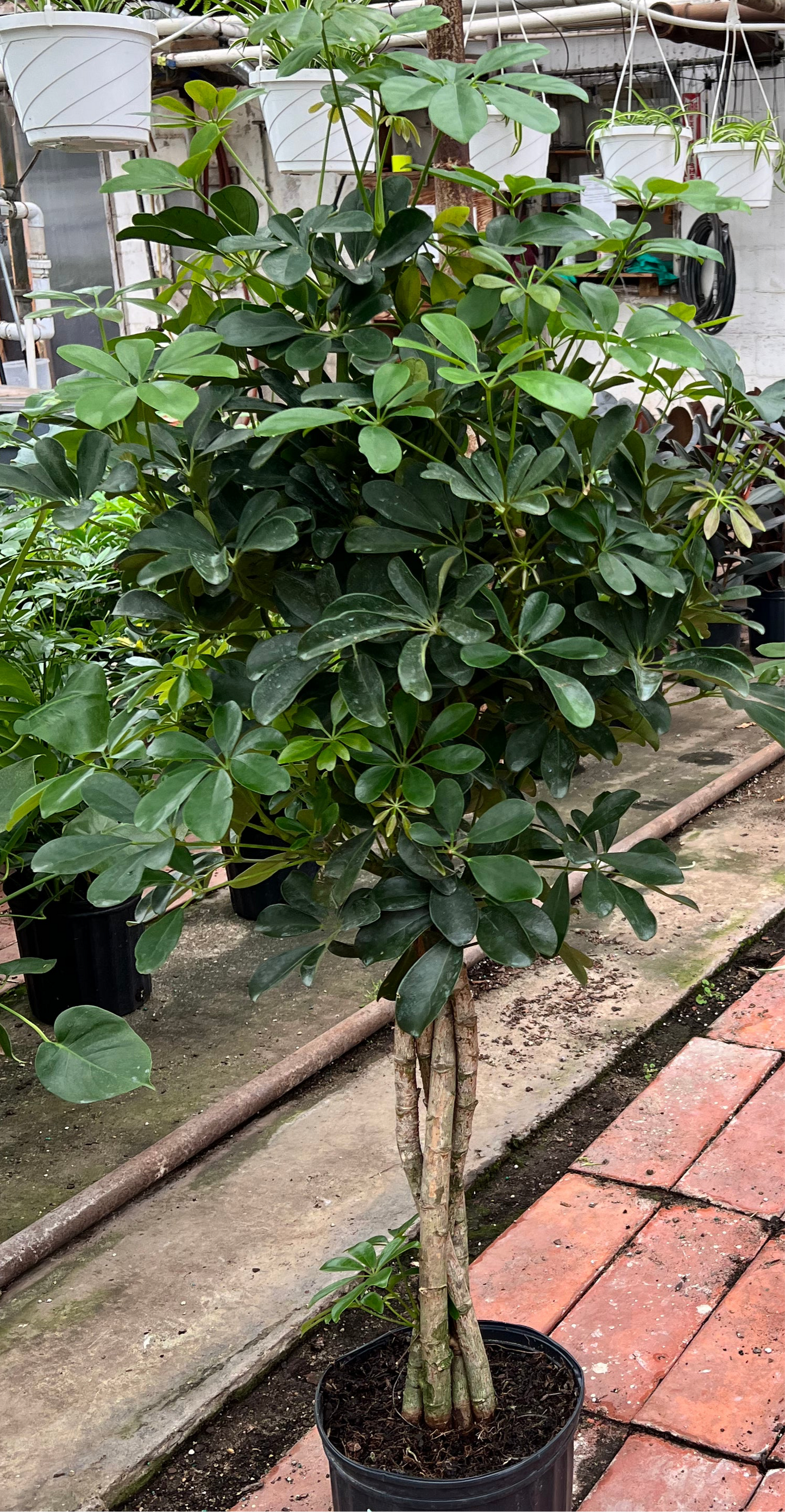 Arboricola Braid Tree 10” (Umbrella Tree)