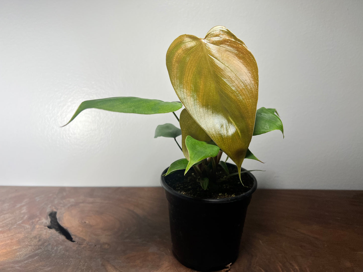 Philodendron Lymanii 4”