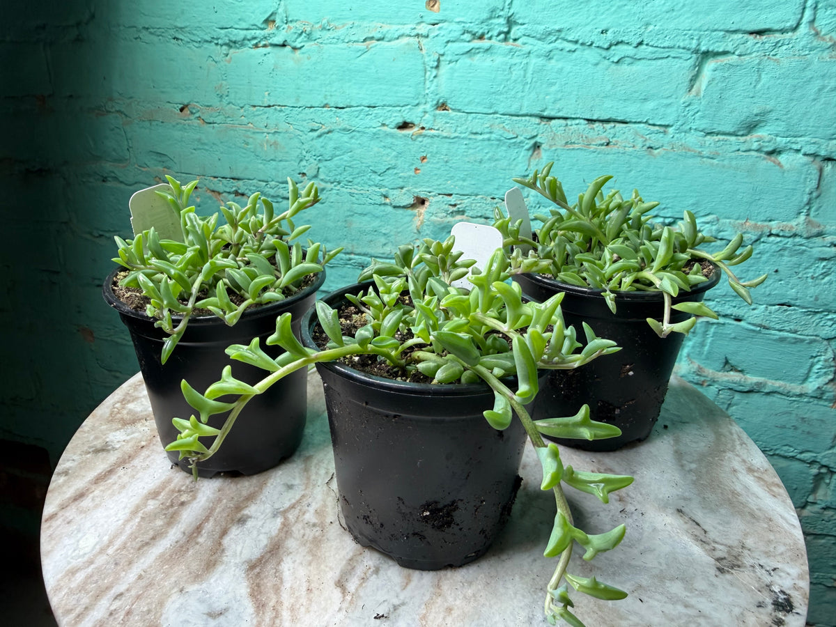 String of Dolphins 4”