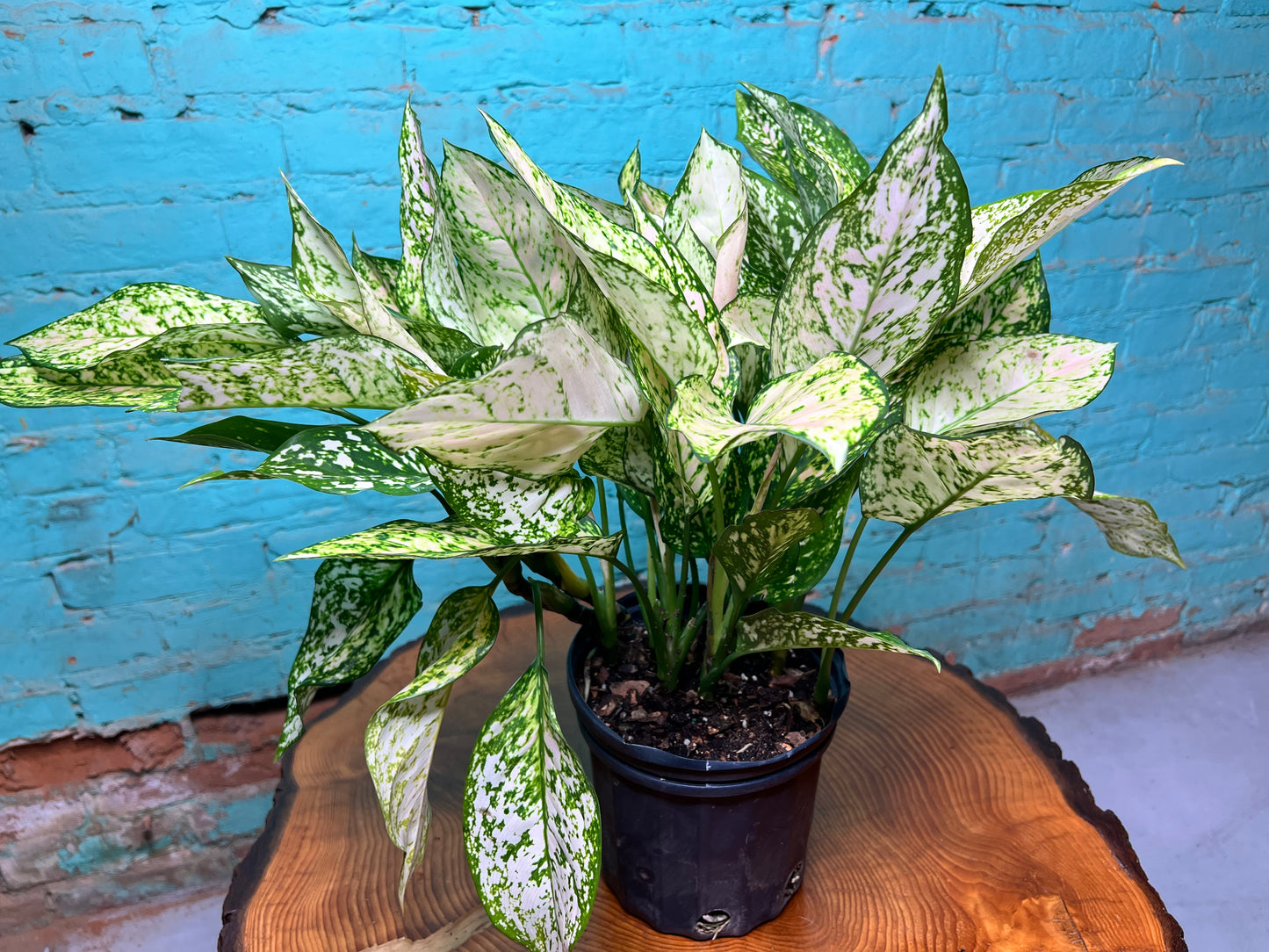 Aglaonema Snow White (pink variegated)