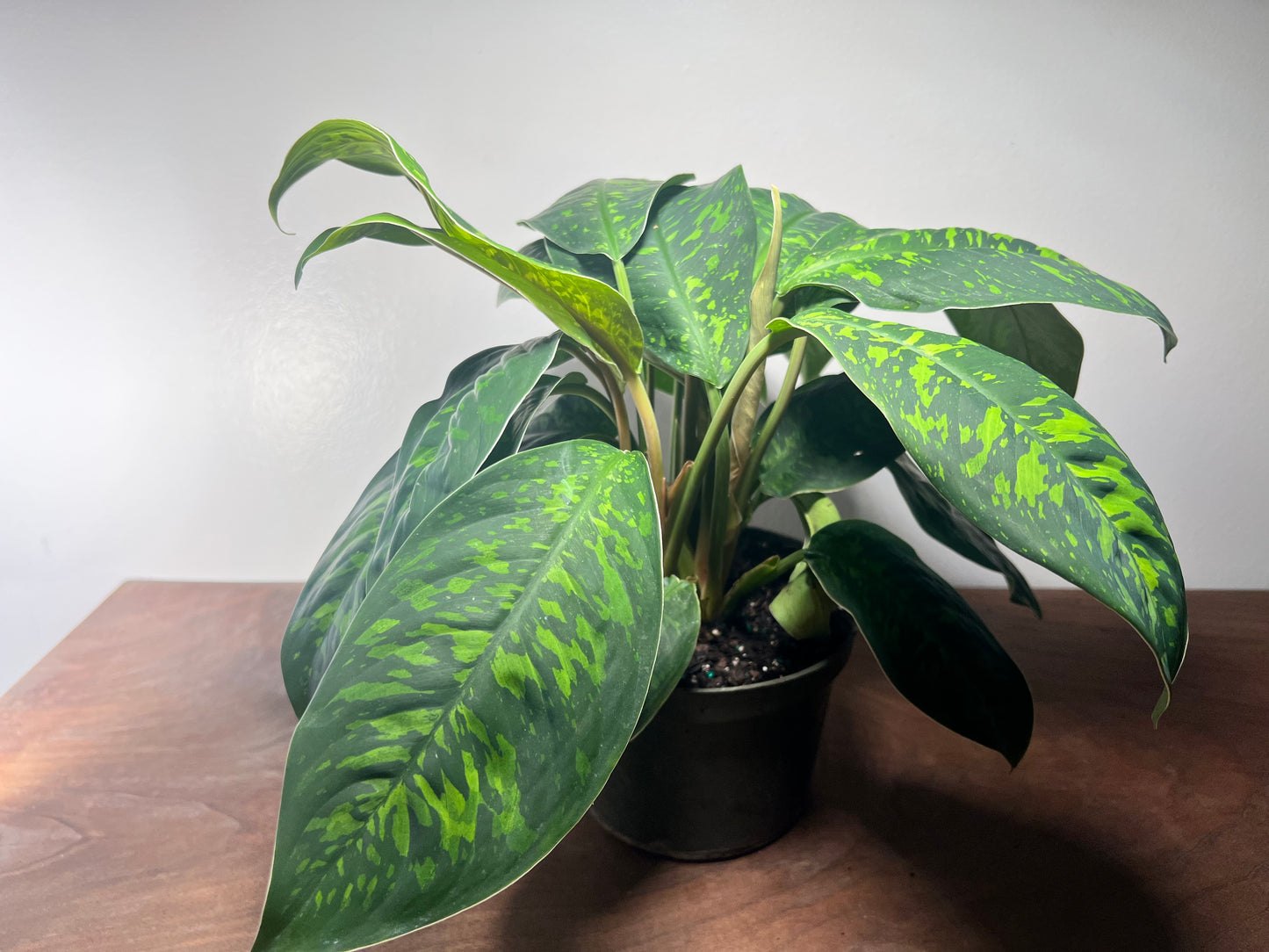 Homalomena Dark Camouflage 6”