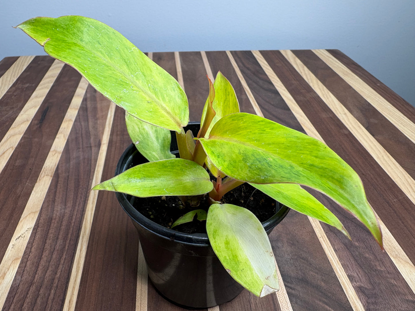 Philodendron Orange Marmalade