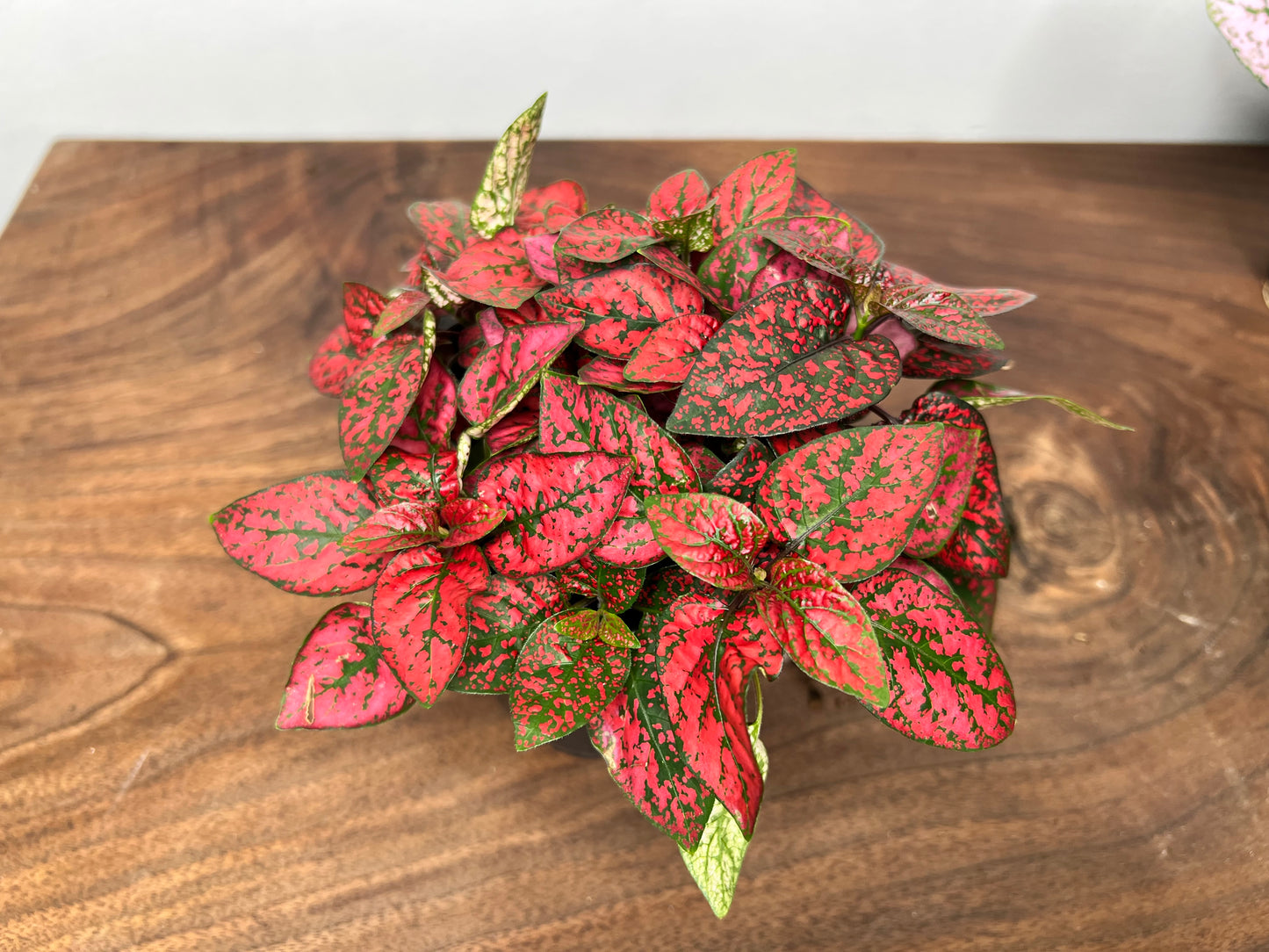 Nerveplant-Gigantea (Multi color 4inch)
