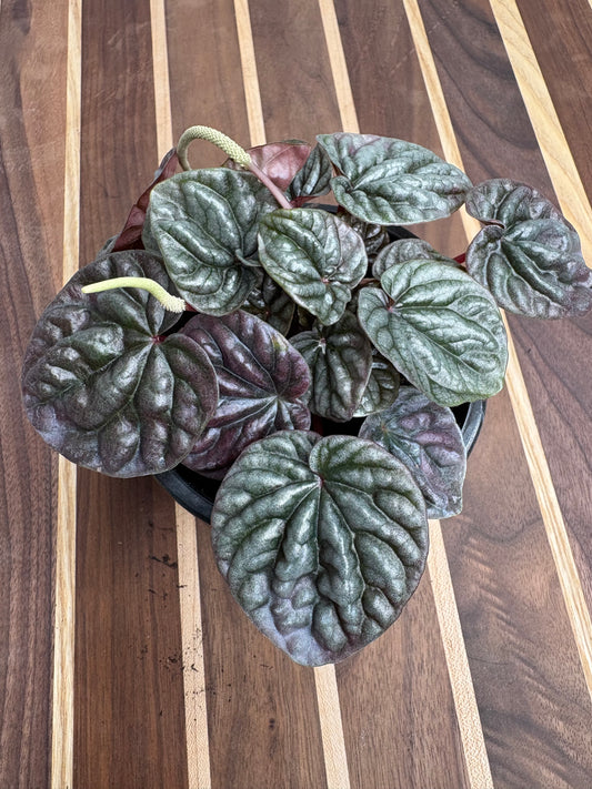 Peperomia Red Ripples 4”