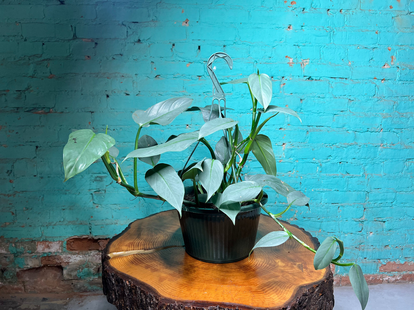 Philodendron Silver Sword basket 10”