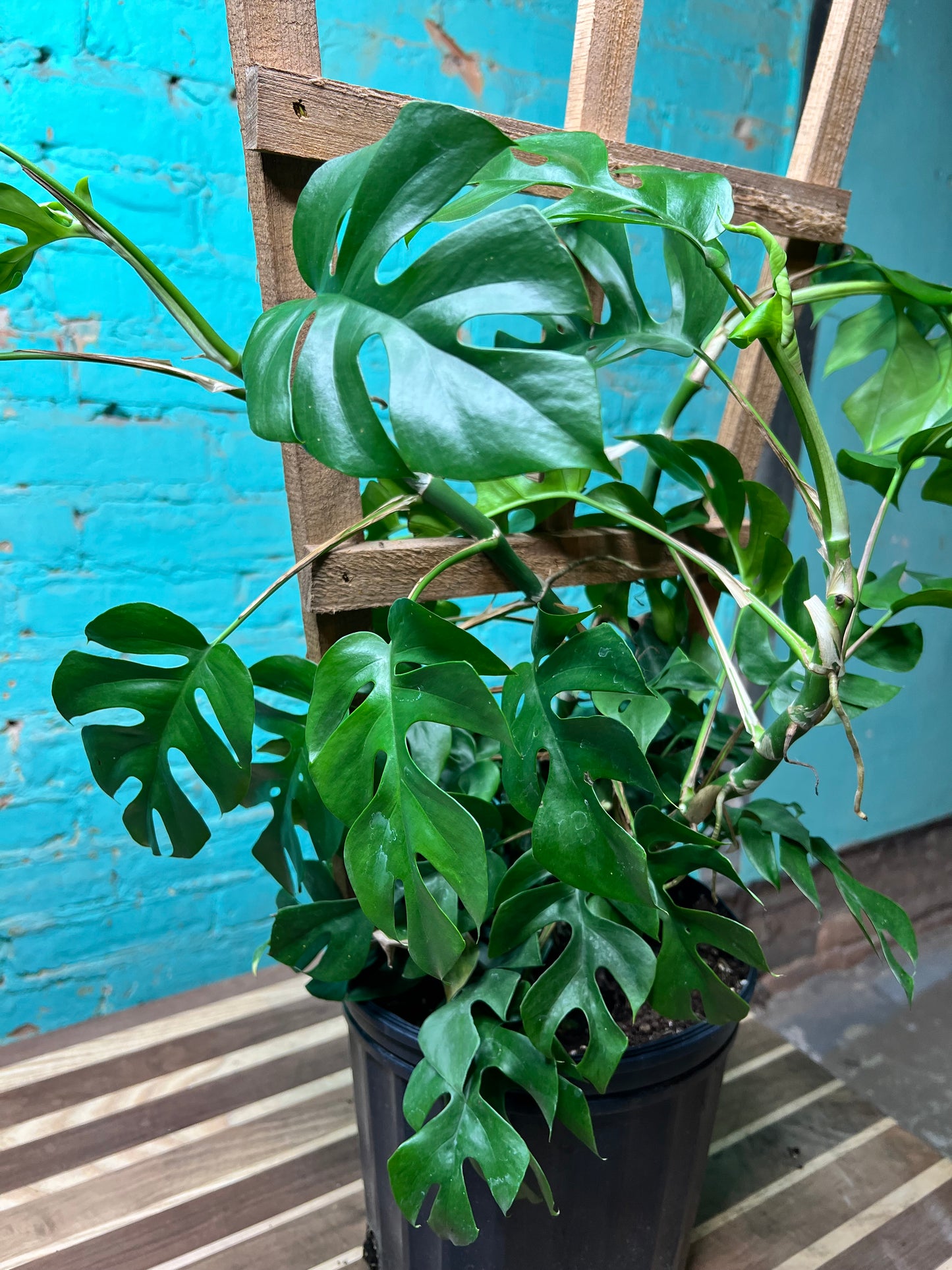 Mini monstera “Ginny” 10 Trellis