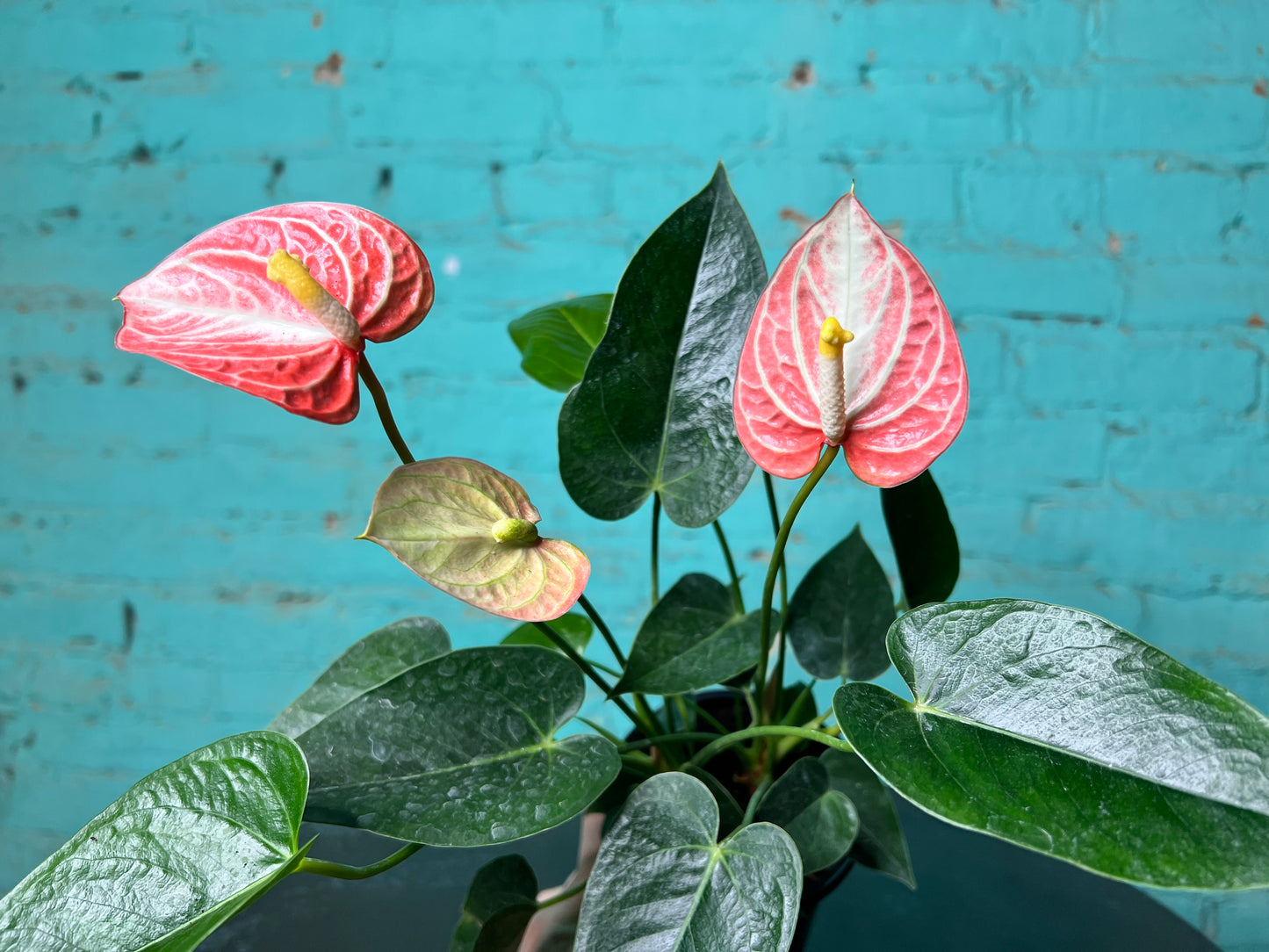 Anthurium 4”