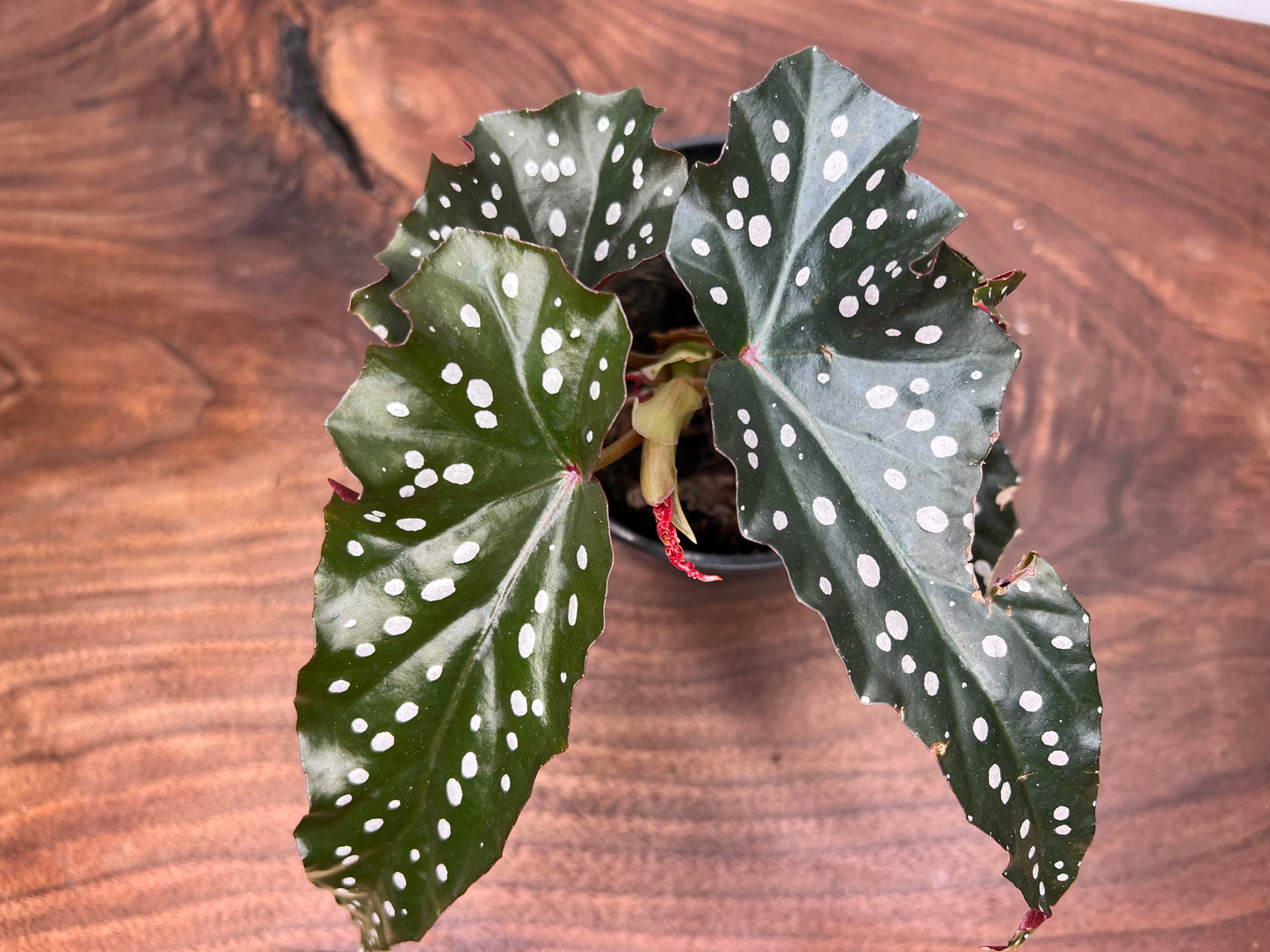 Begonia Dark Forest 5”