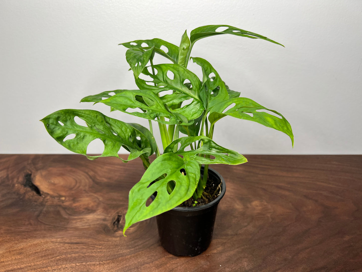 Monstera Swiss Cheese 4”