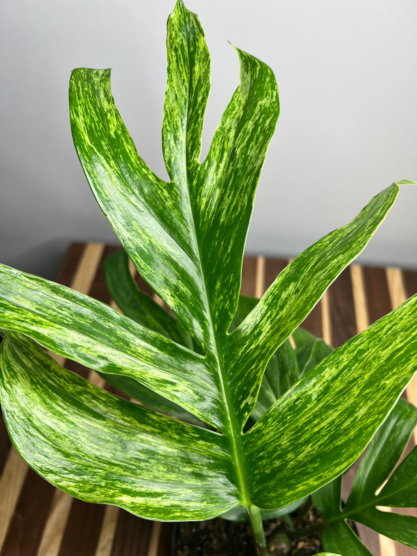 Monstera Decursiva Variegated 6” “Dragon Tail”