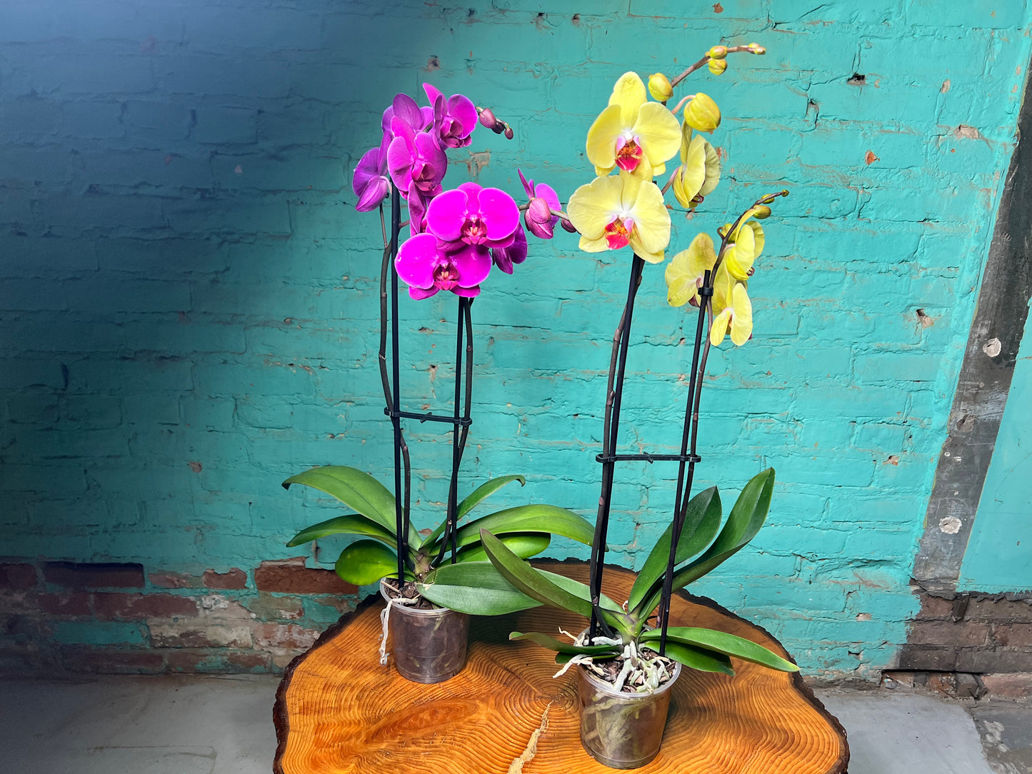 Orchid -Plalaenopsis (Moth Orchid) Double Stem