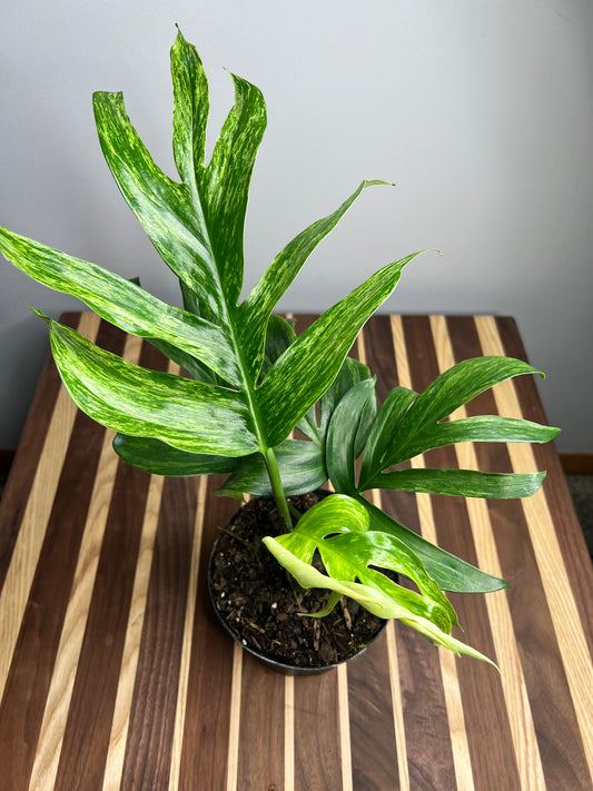 Monstera Decursiva Variegated 6” “Dragon Tail”