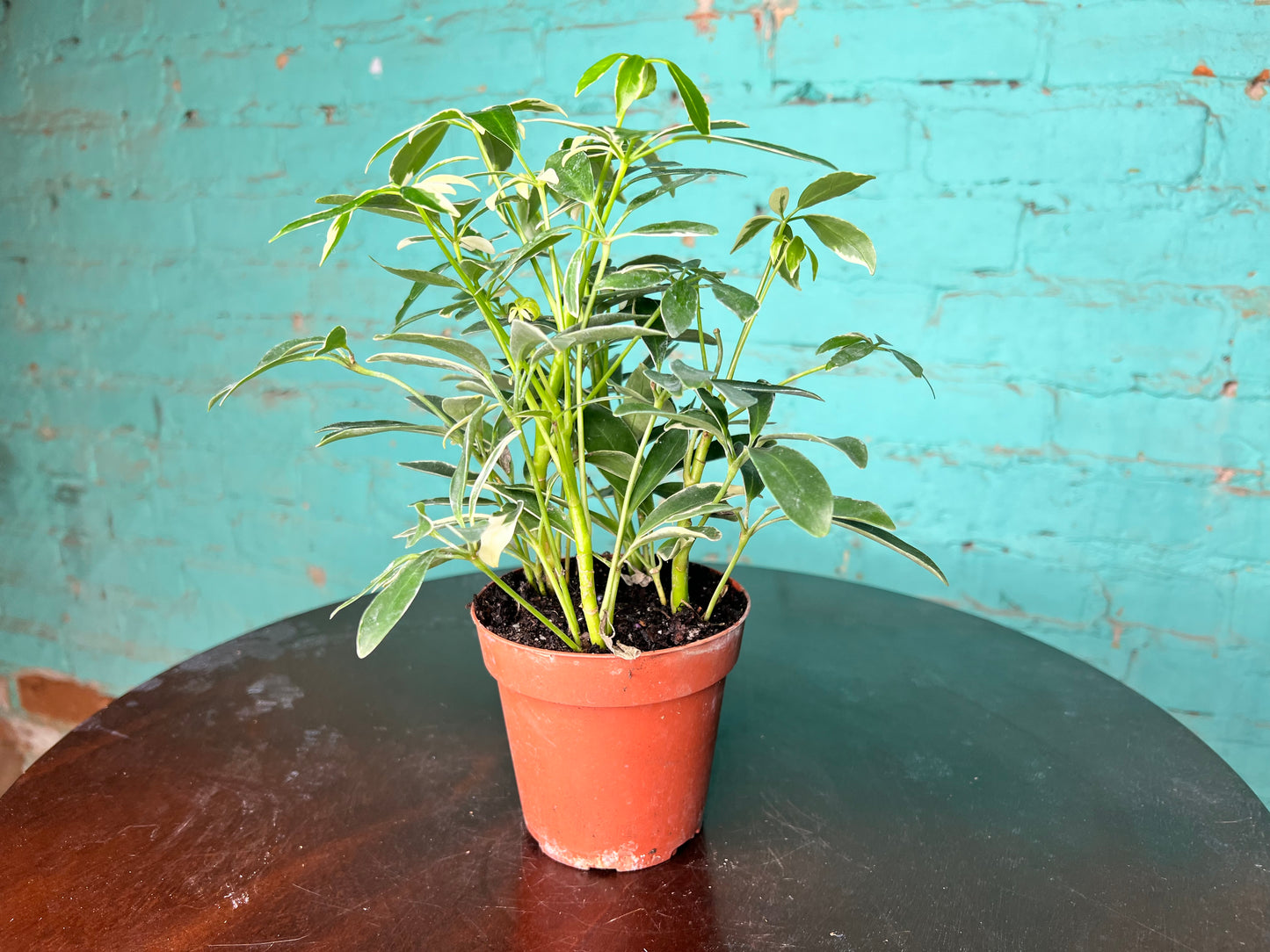Schefflera Variegated Albo (Umbrella plant) 4”