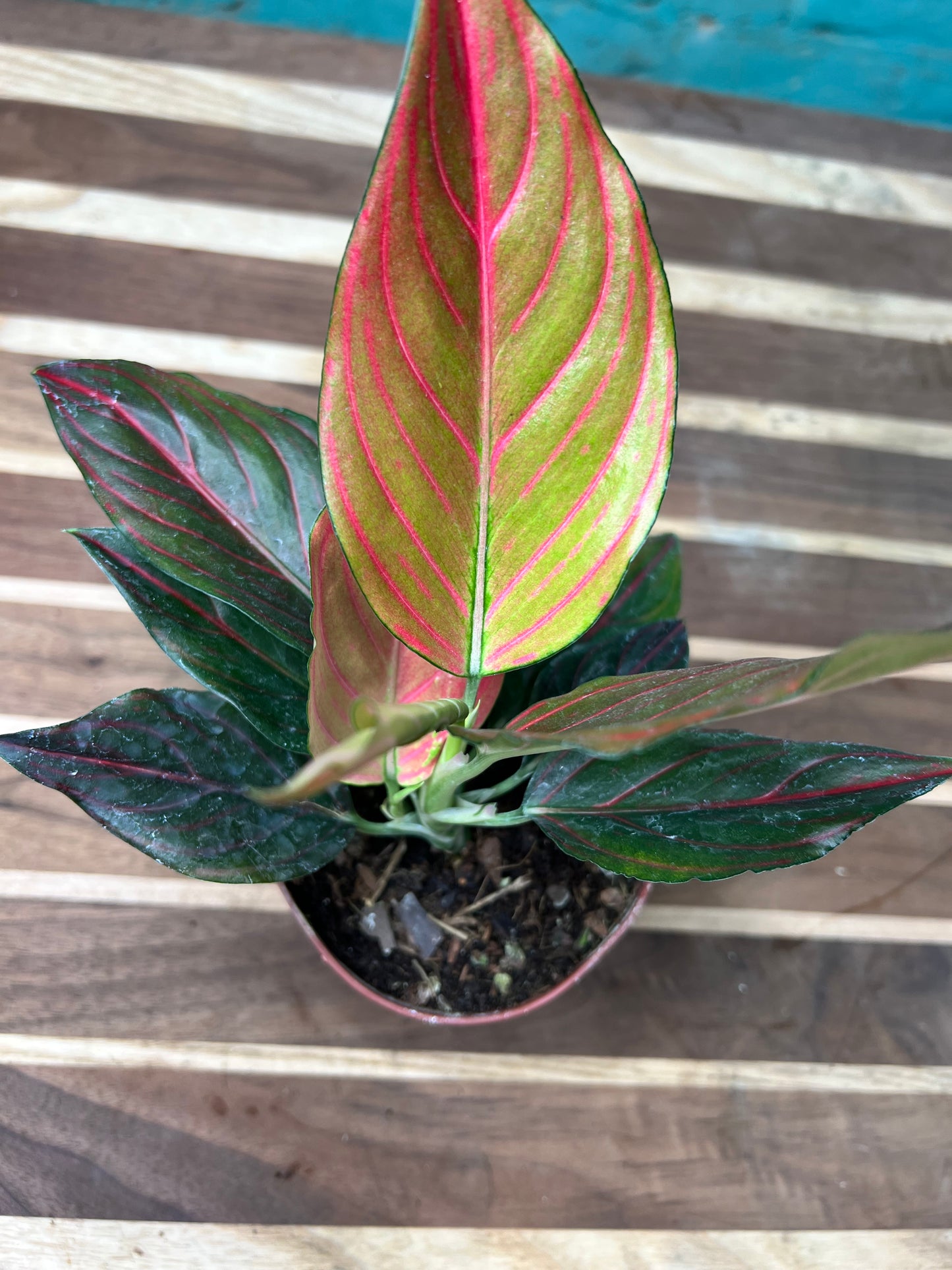 Aglaonema Rotunda Red tiger Variegated 4” (each)