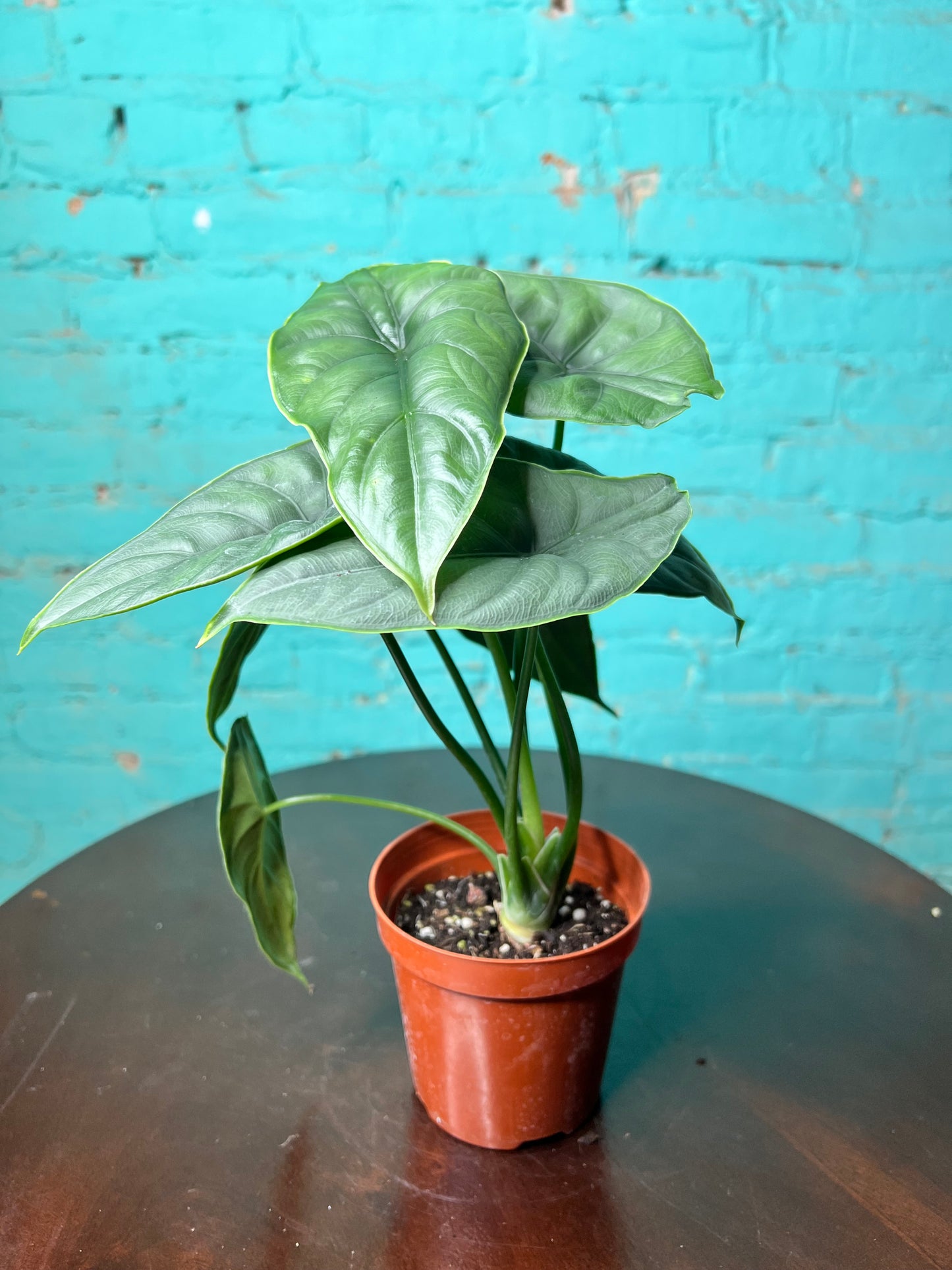 Alocasia Puncakborneensis 4”