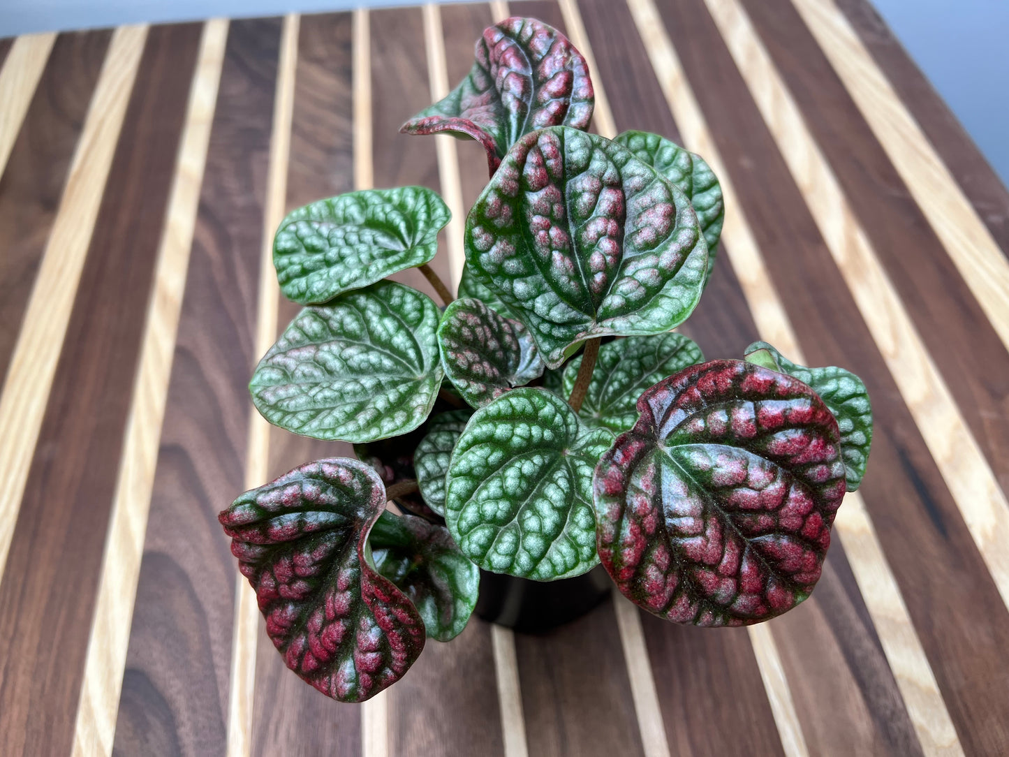 Peperomia Caperata Emerald Ripples
