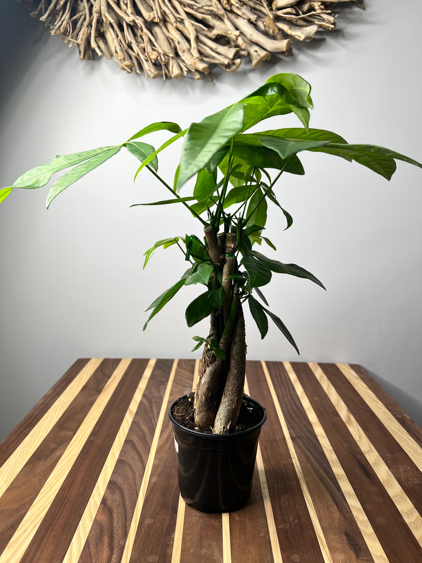Money Tree (Pachira Glabra-Pet Friendly)