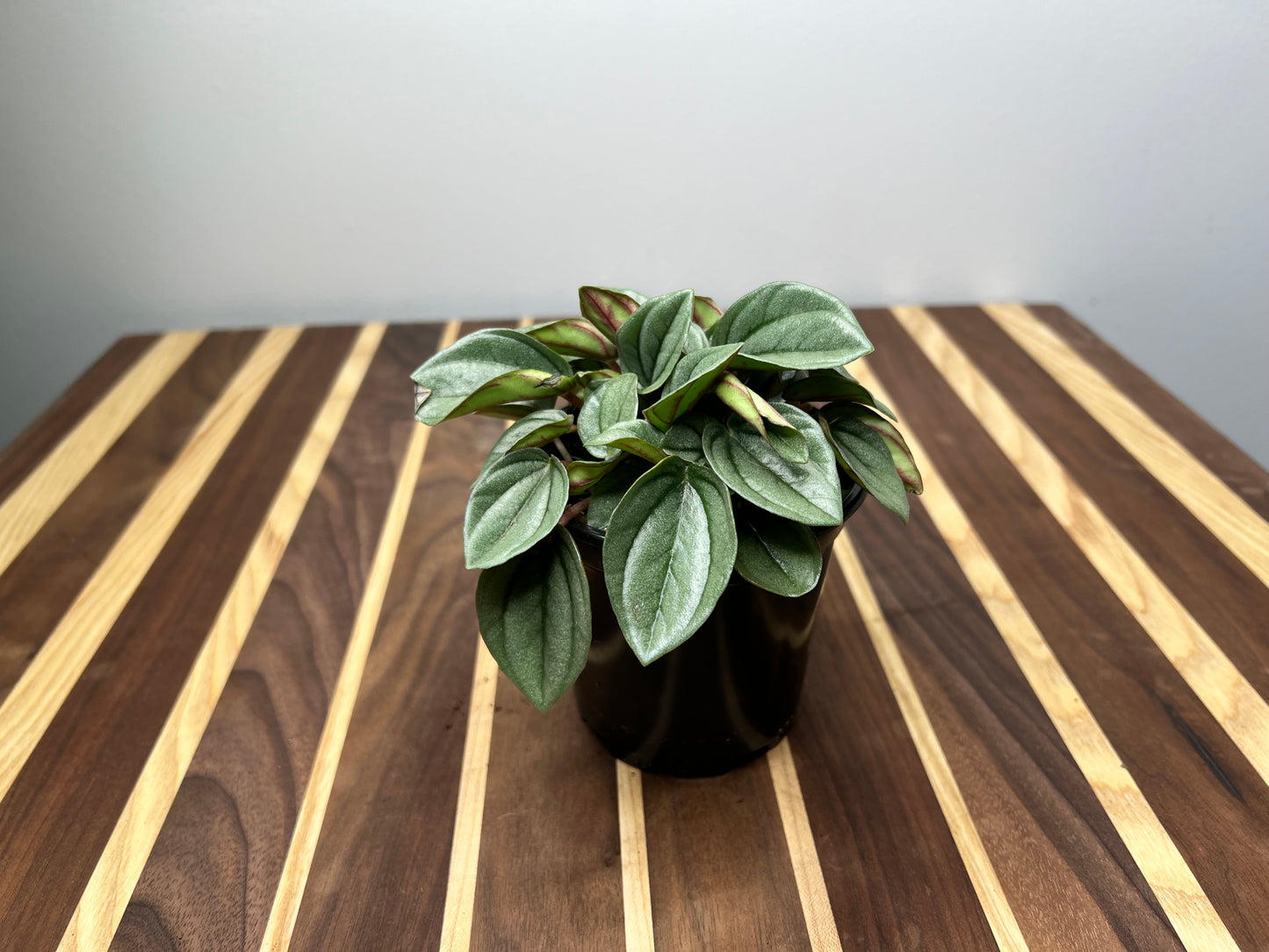 Peperomia Shiny Bush