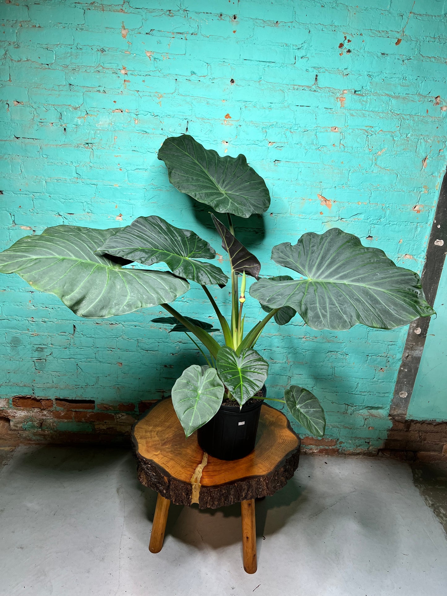 Alocasia Regal Shield 10”