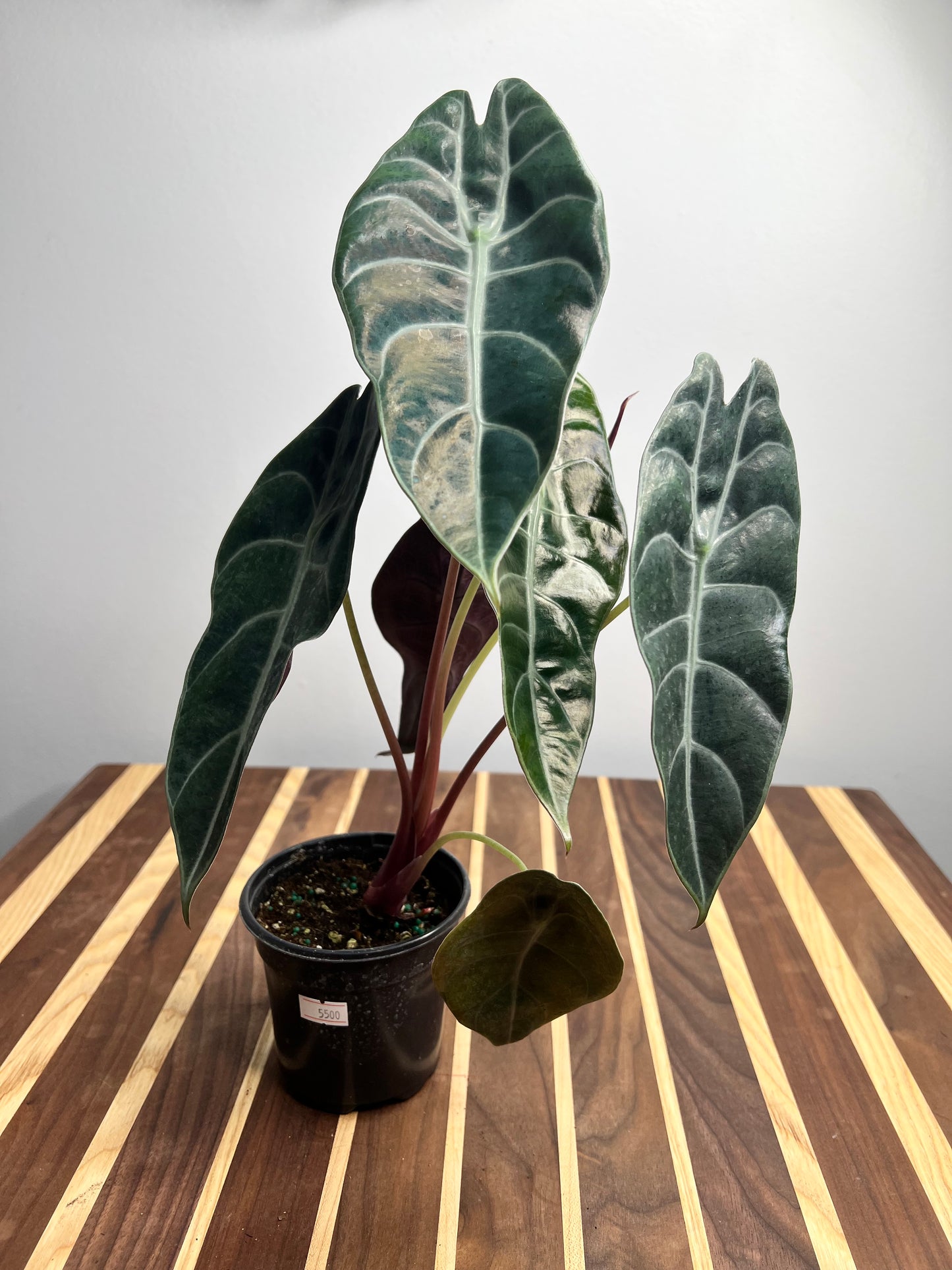 Alocasia Watsoniana 4”