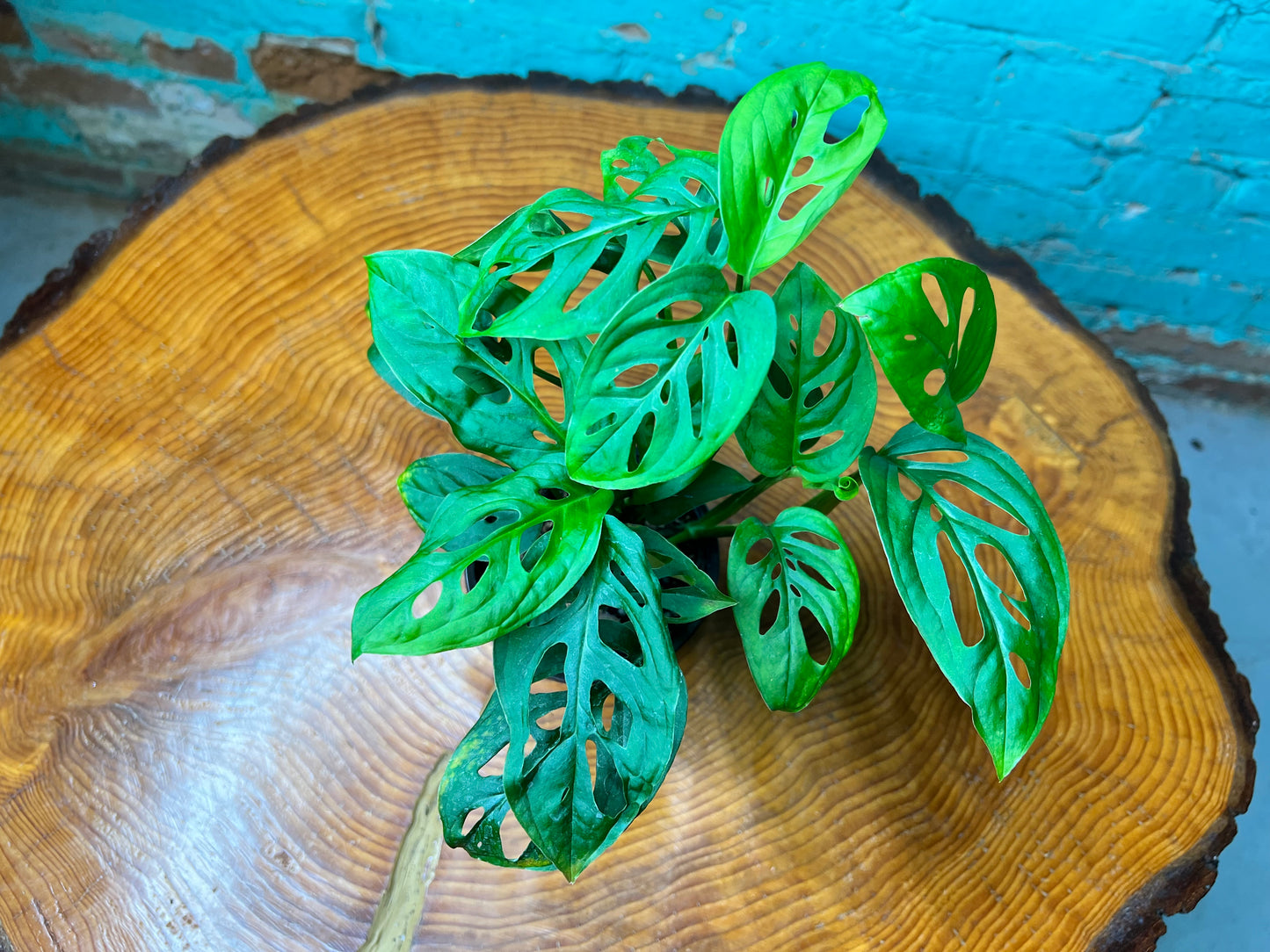 Monstera Swiss Cheese 4”