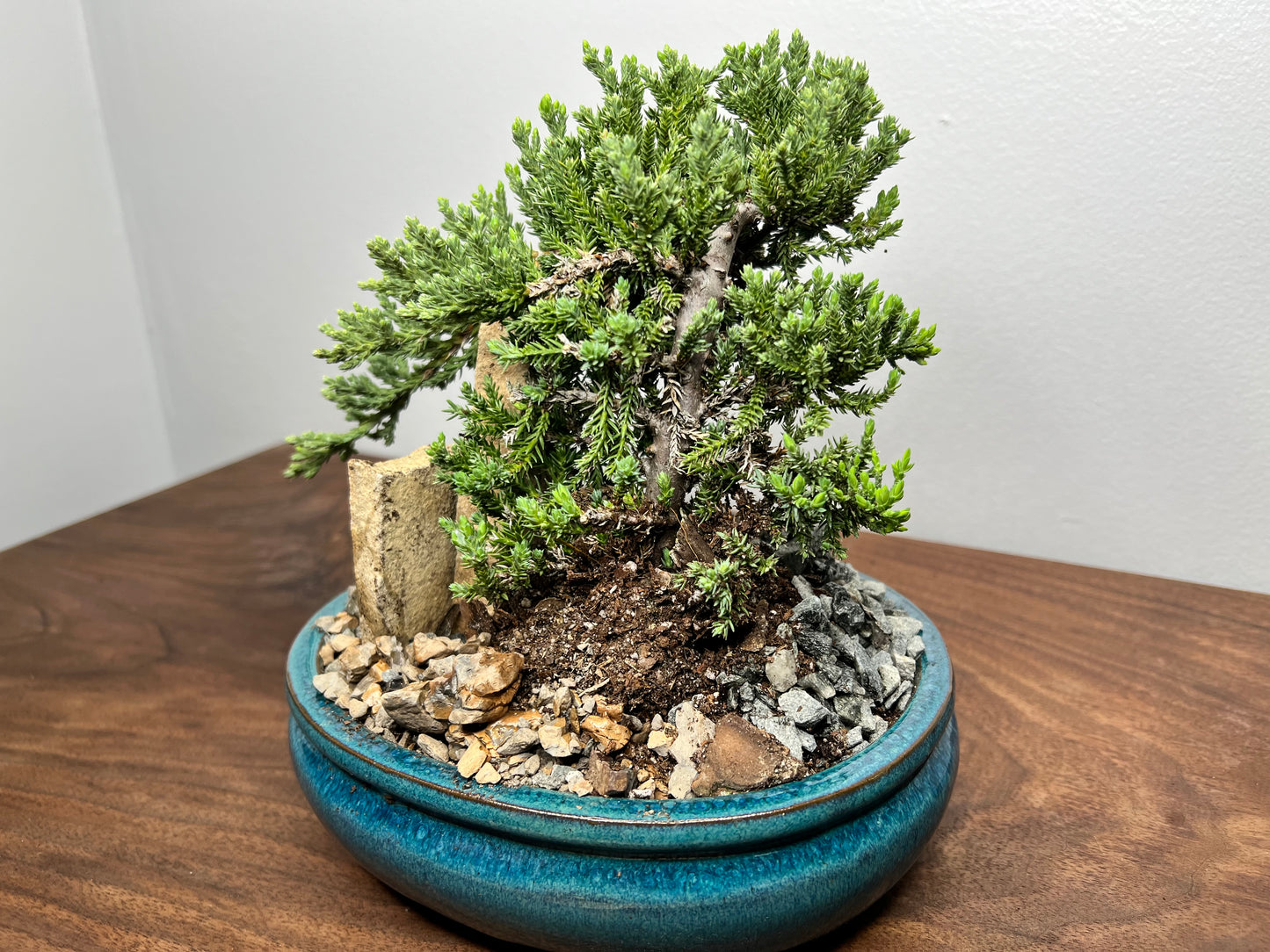 Bonsai tree 8” (3yr)