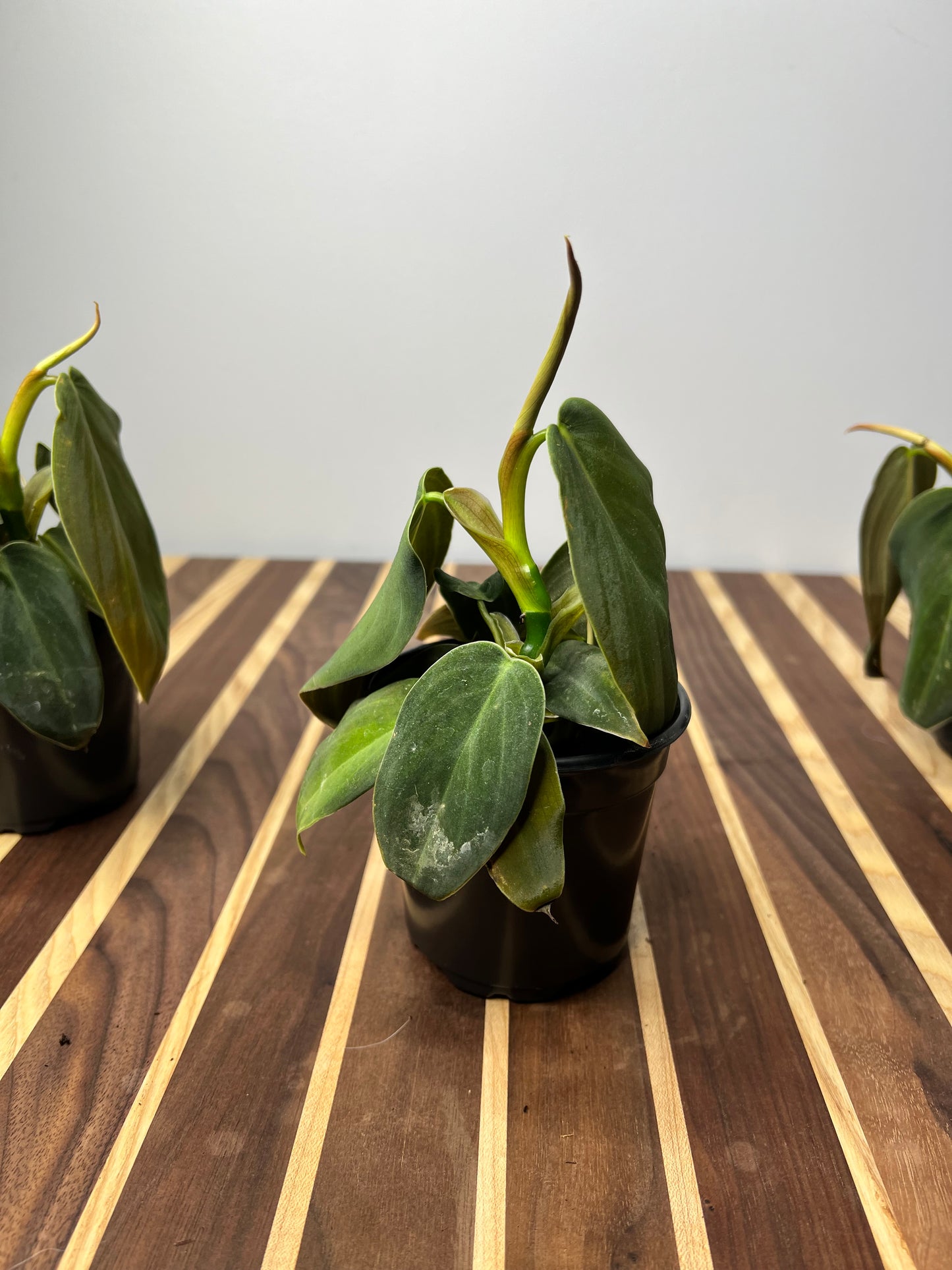 Philodendron Gigas