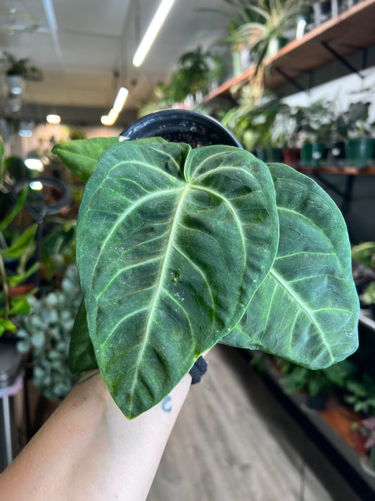 Anthurium Villenaorum 4”