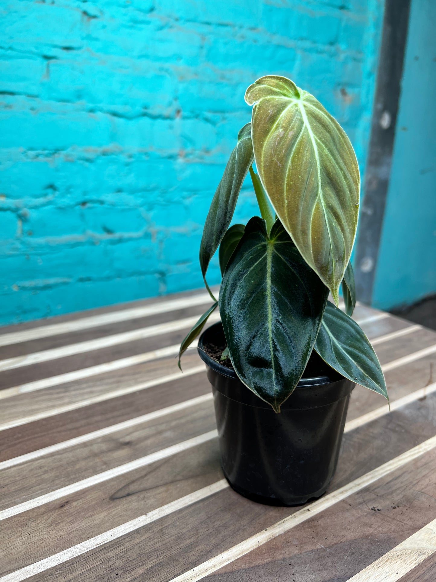 Philodendron Melanochrysum 4”